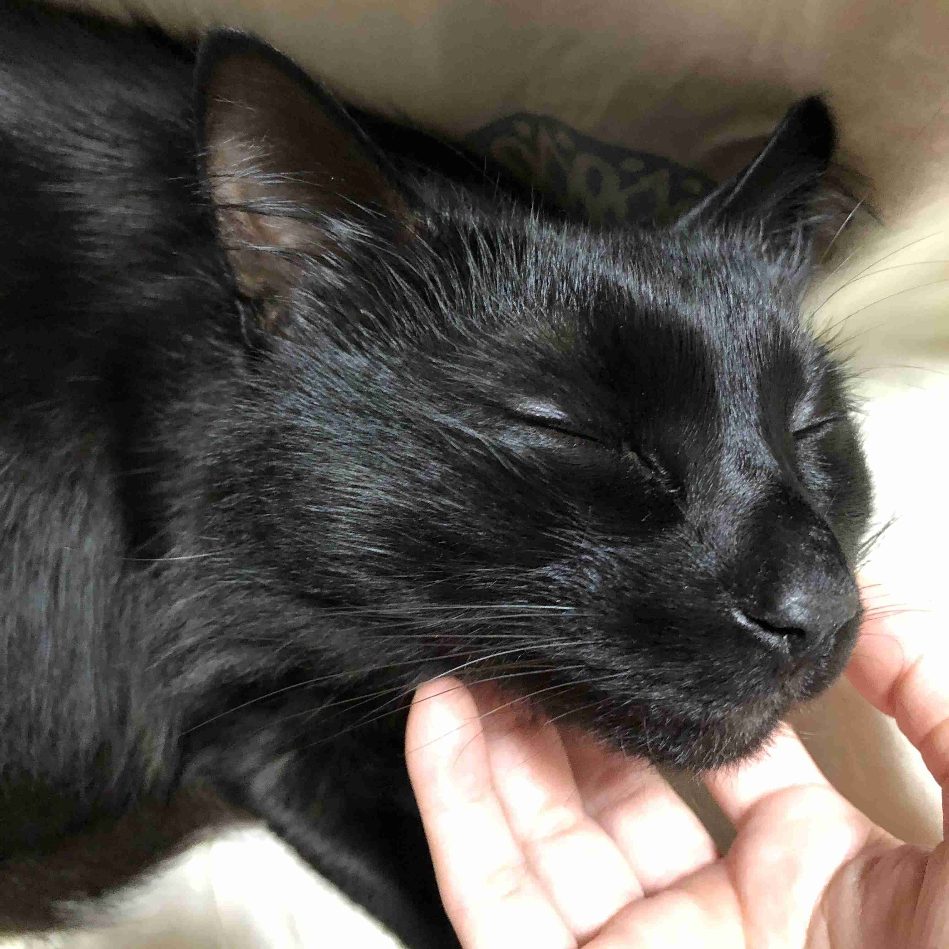 (身バレしない程度に)お宅の猫ちゃん見せてください！part8