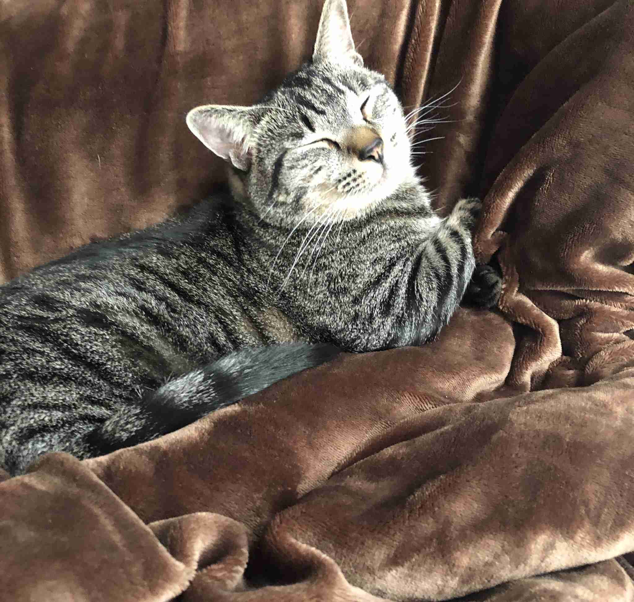 (身バレしない程度に)お宅の猫ちゃん見せてください！part8