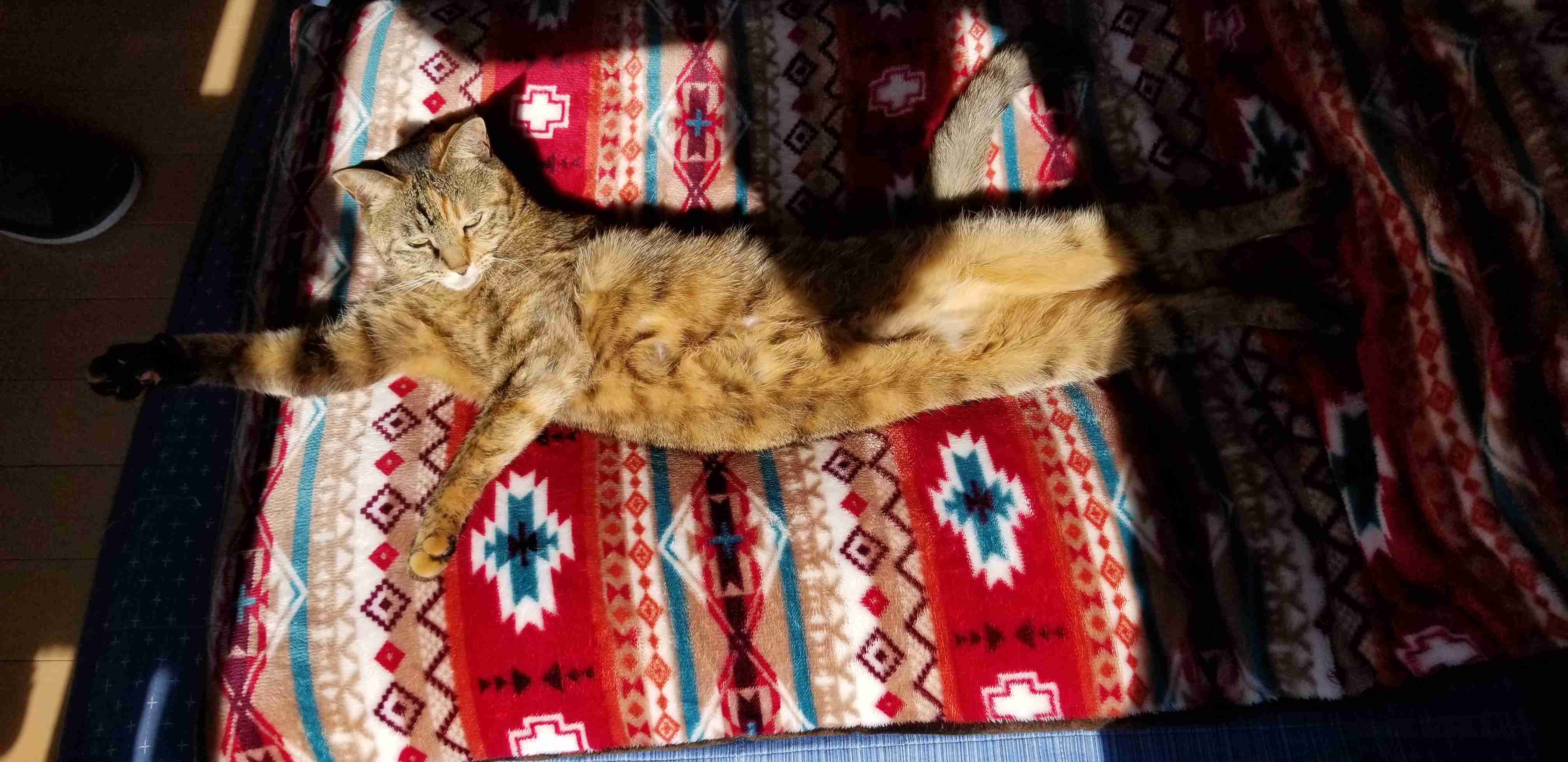 (身バレしない程度に)お宅の猫ちゃん見せてください！part8