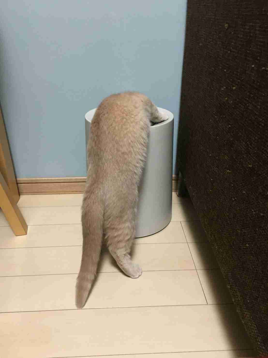 (身バレしない程度に)お宅の猫ちゃん見せてください！part8