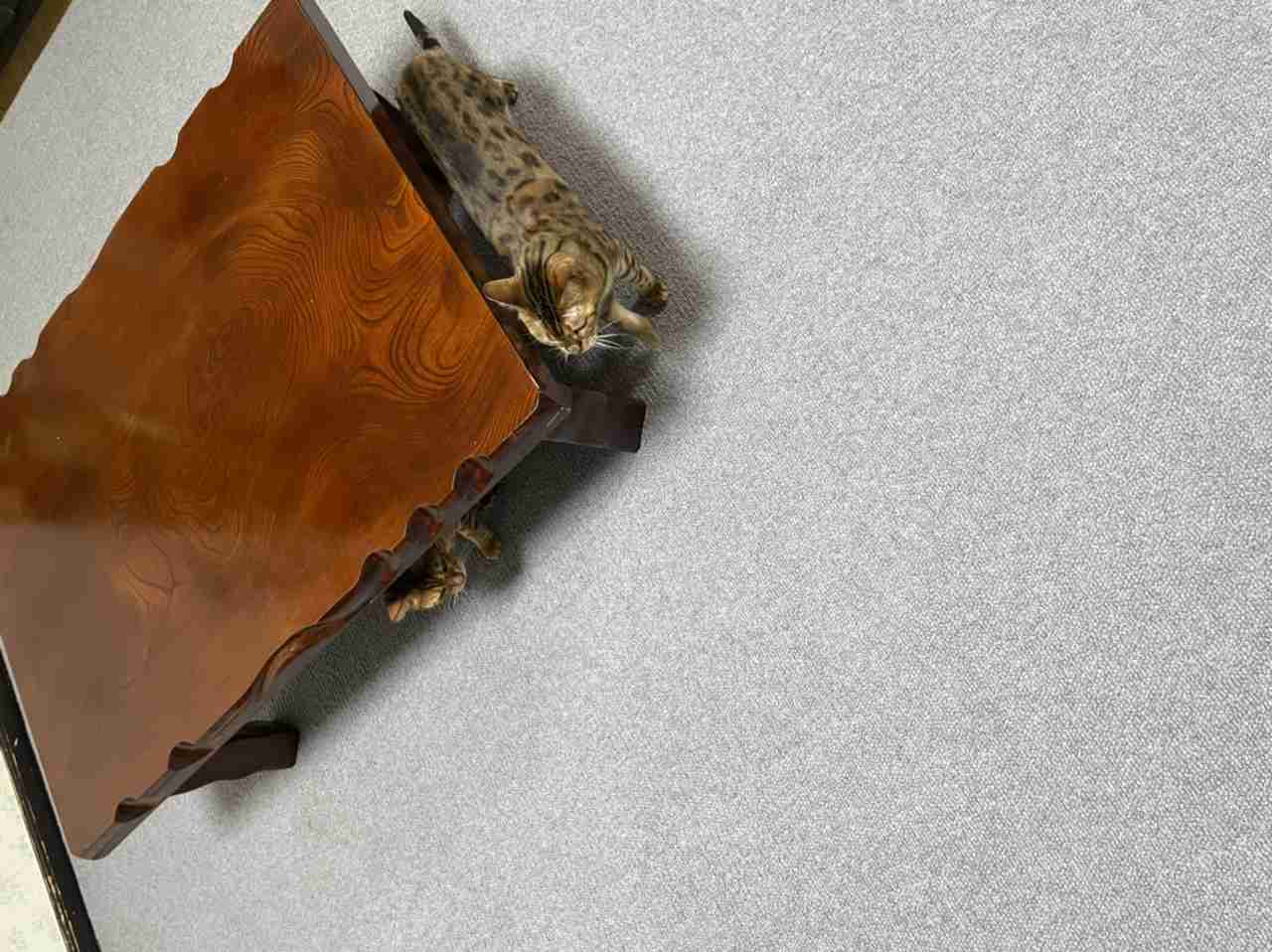 (身バレしない程度に)お宅の猫ちゃん見せてください！part8