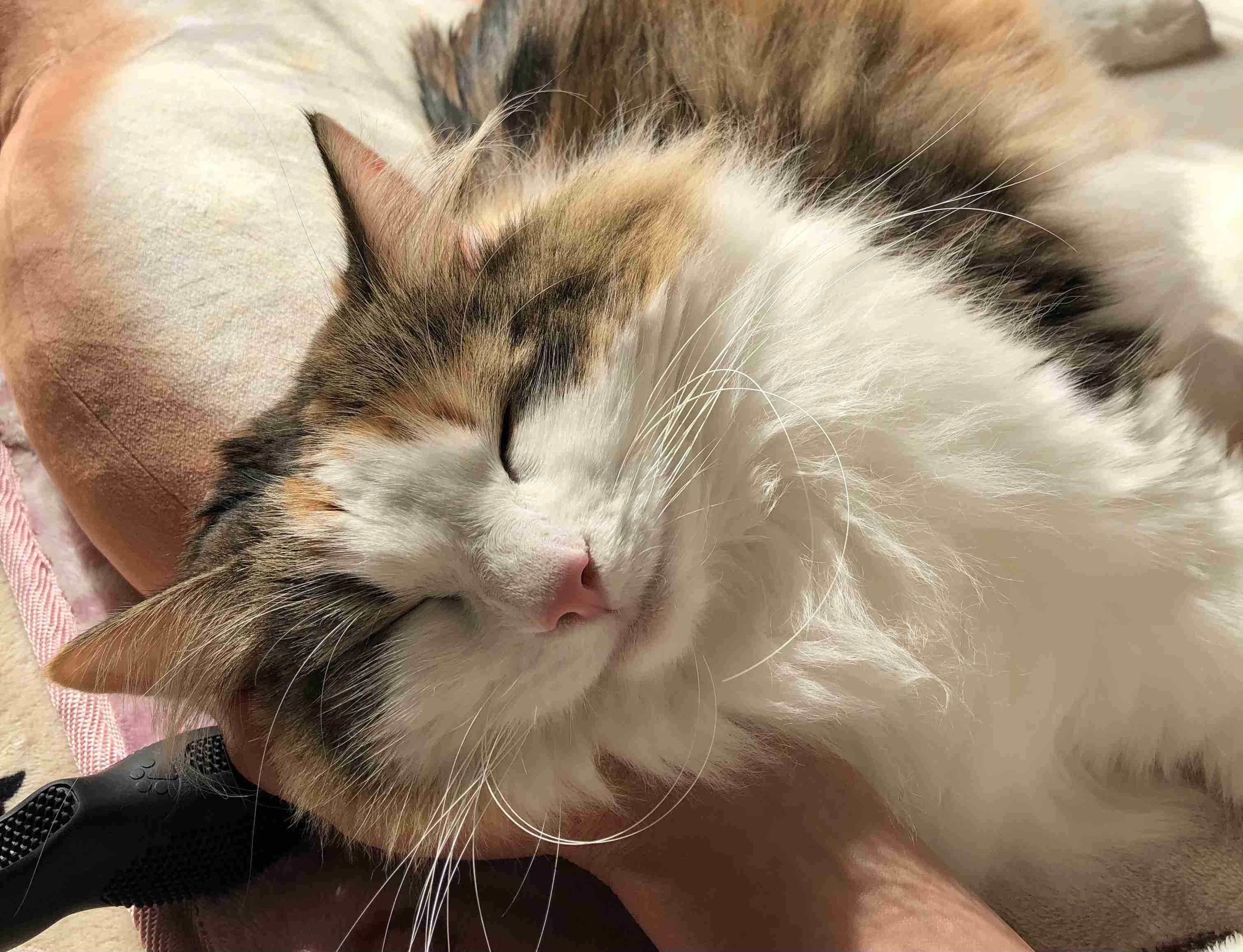 (身バレしない程度に)お宅の猫ちゃん見せてください！part8