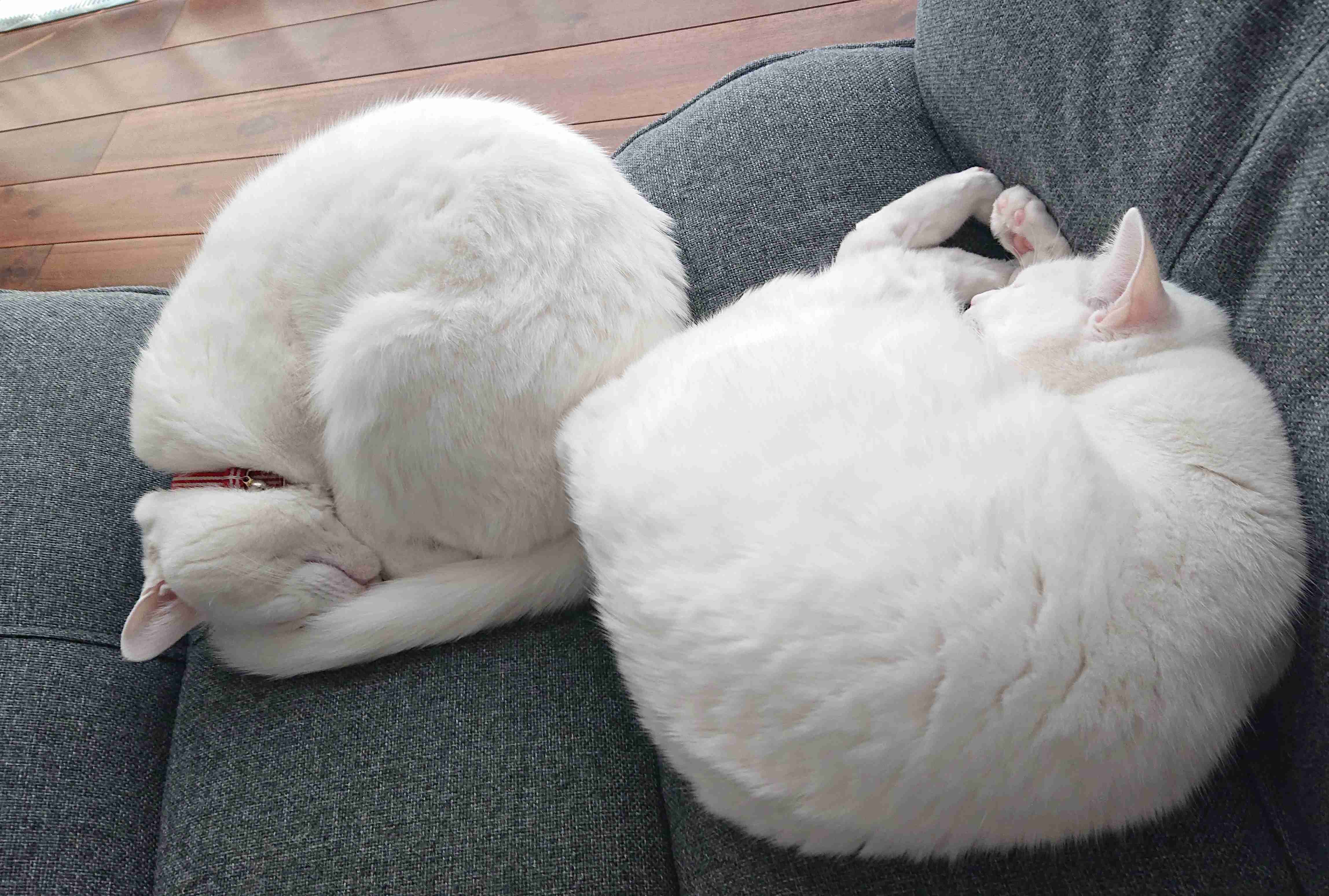 (身バレしない程度に)お宅の猫ちゃん見せてください！part8