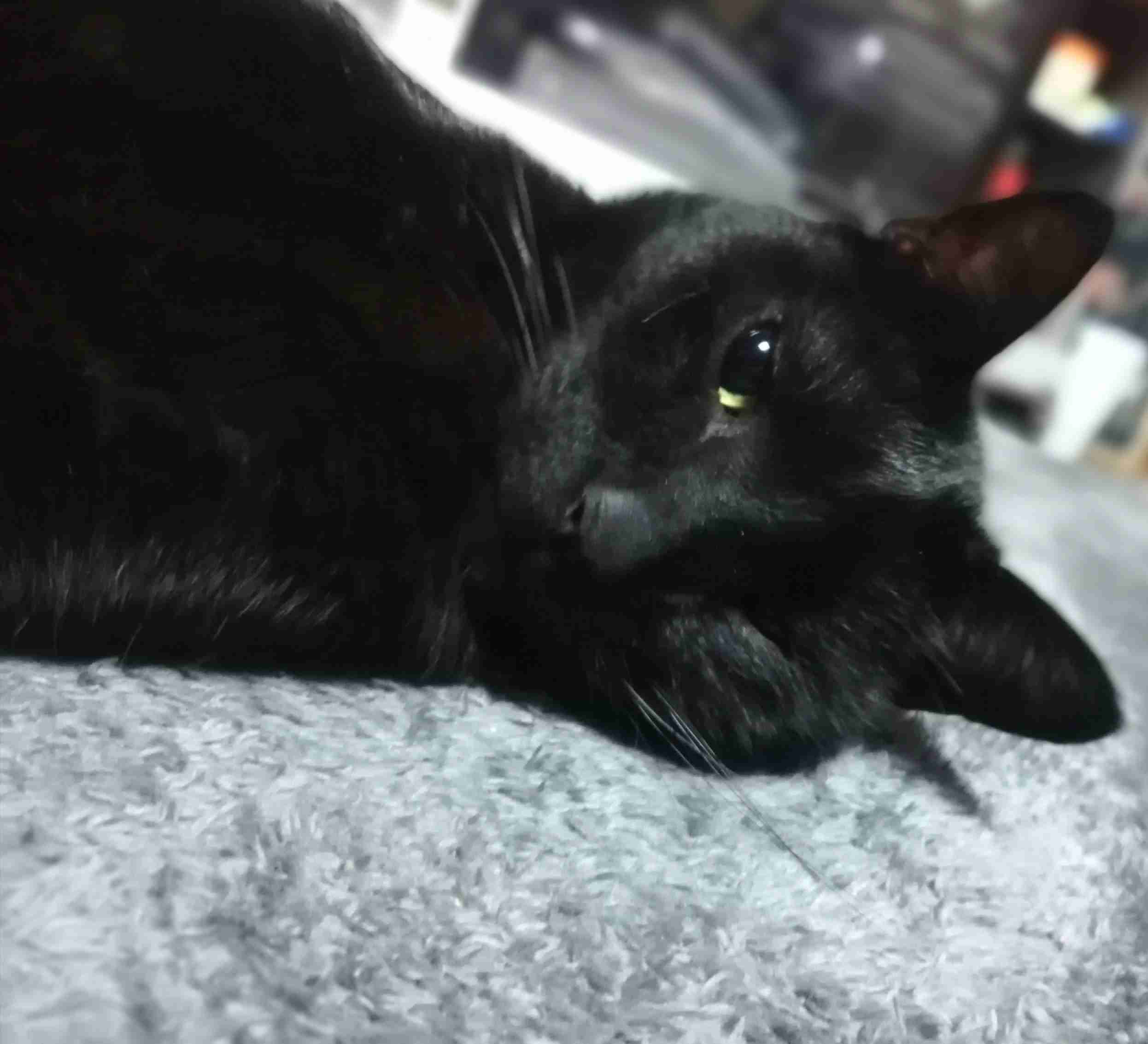 (身バレしない程度に)お宅の猫ちゃん見せてください！part8