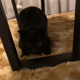 (身バレしない程度に)お宅の猫ちゃん見せてください！part8