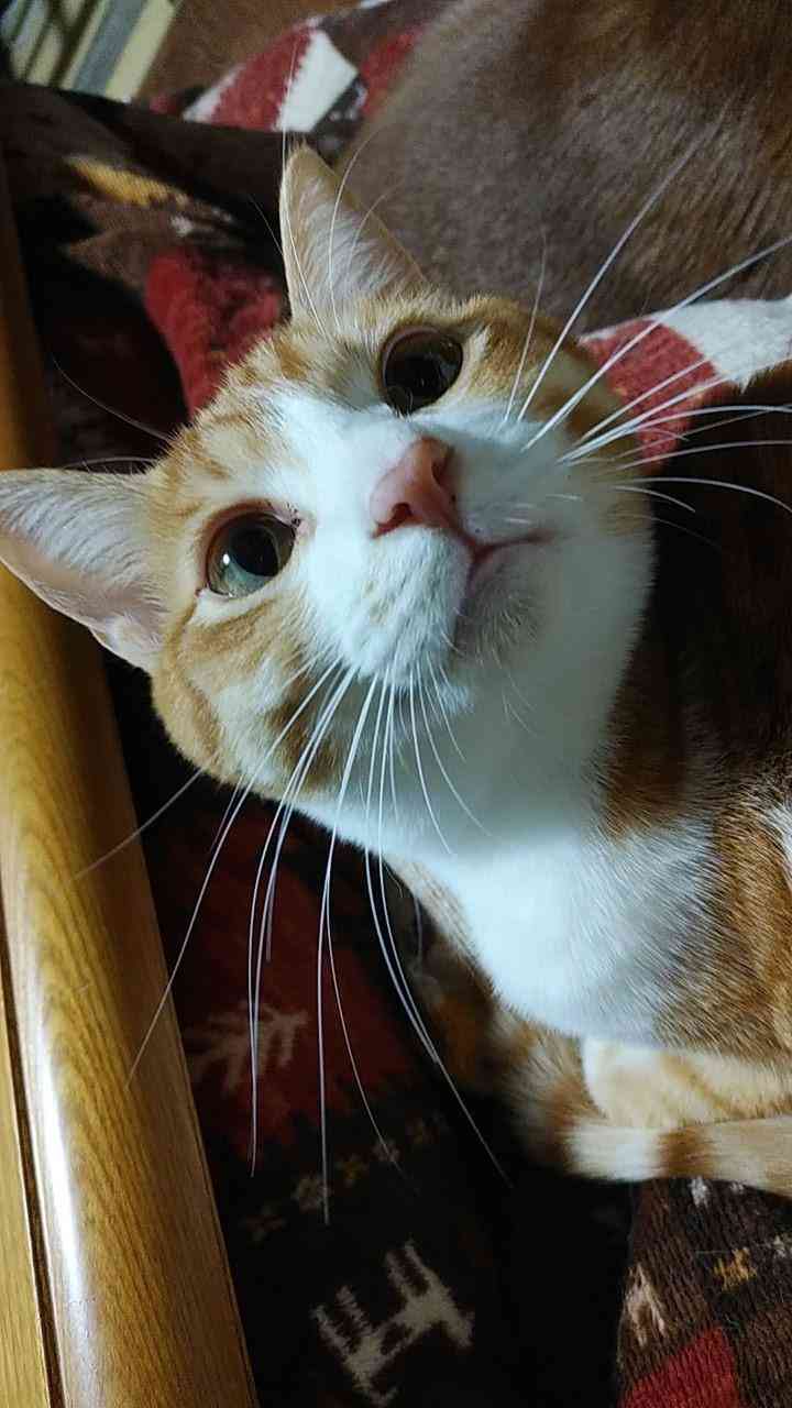 (身バレしない程度に)お宅の猫ちゃん見せてください！part8