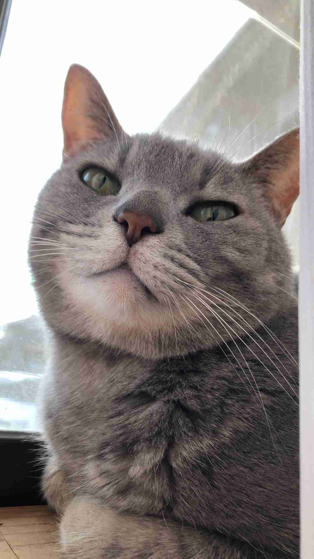 (身バレしない程度に)お宅の猫ちゃん見せてください！part8