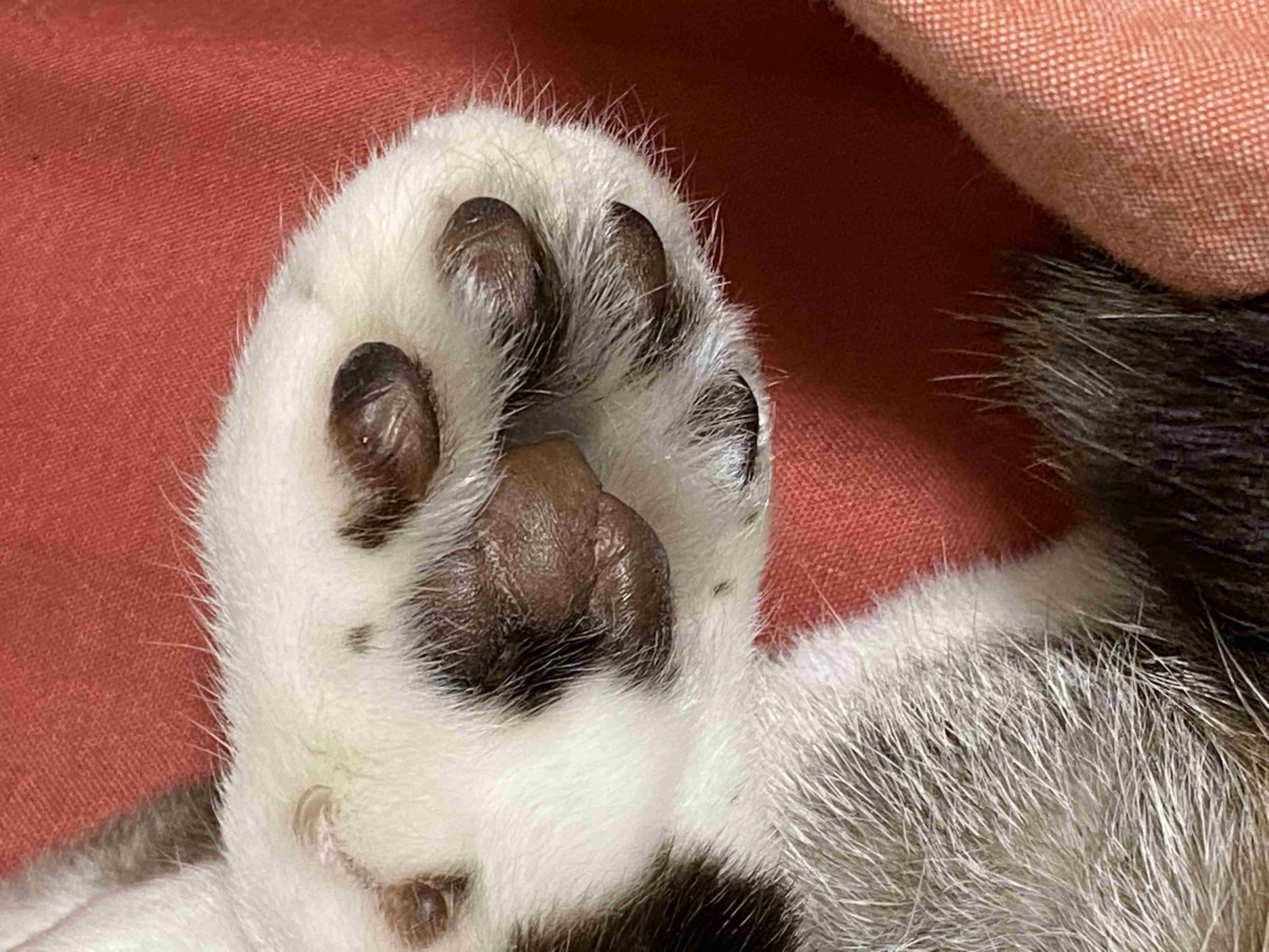 (身バレしない程度に)お宅の猫ちゃん見せてください！part8