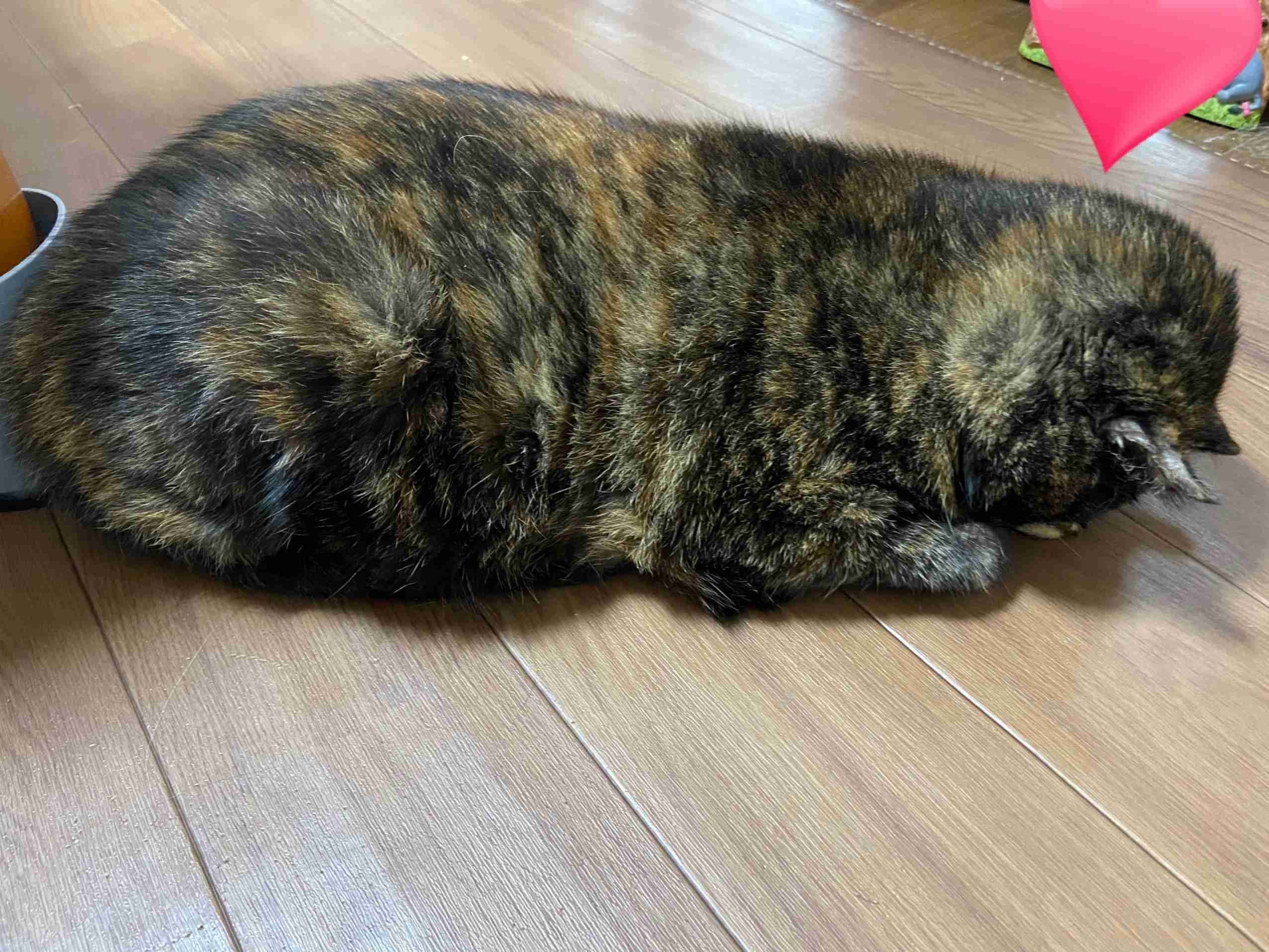 (身バレしない程度に)お宅の猫ちゃん見せてください！part8