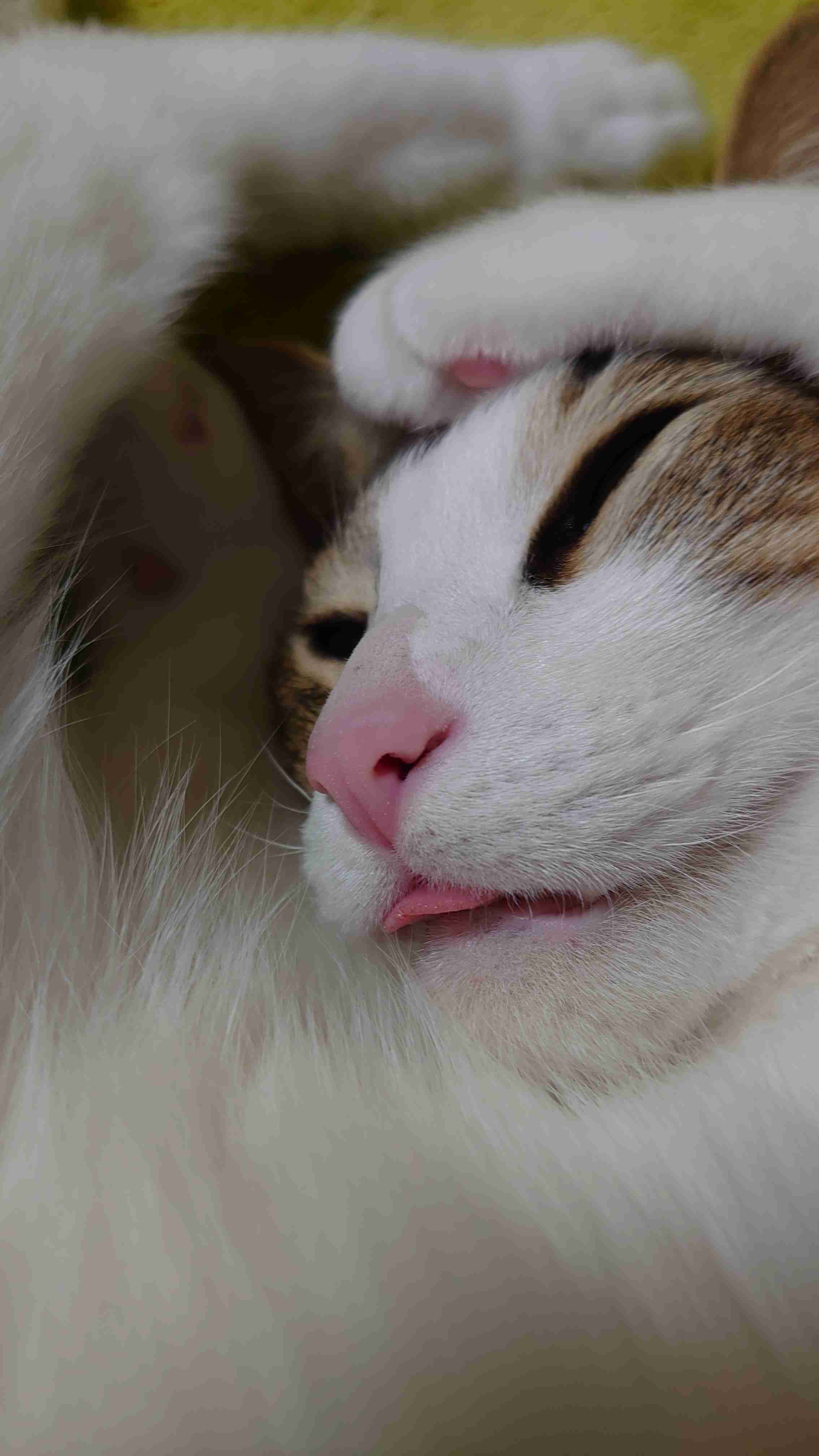 (身バレしない程度に)お宅の猫ちゃん見せてください！part8