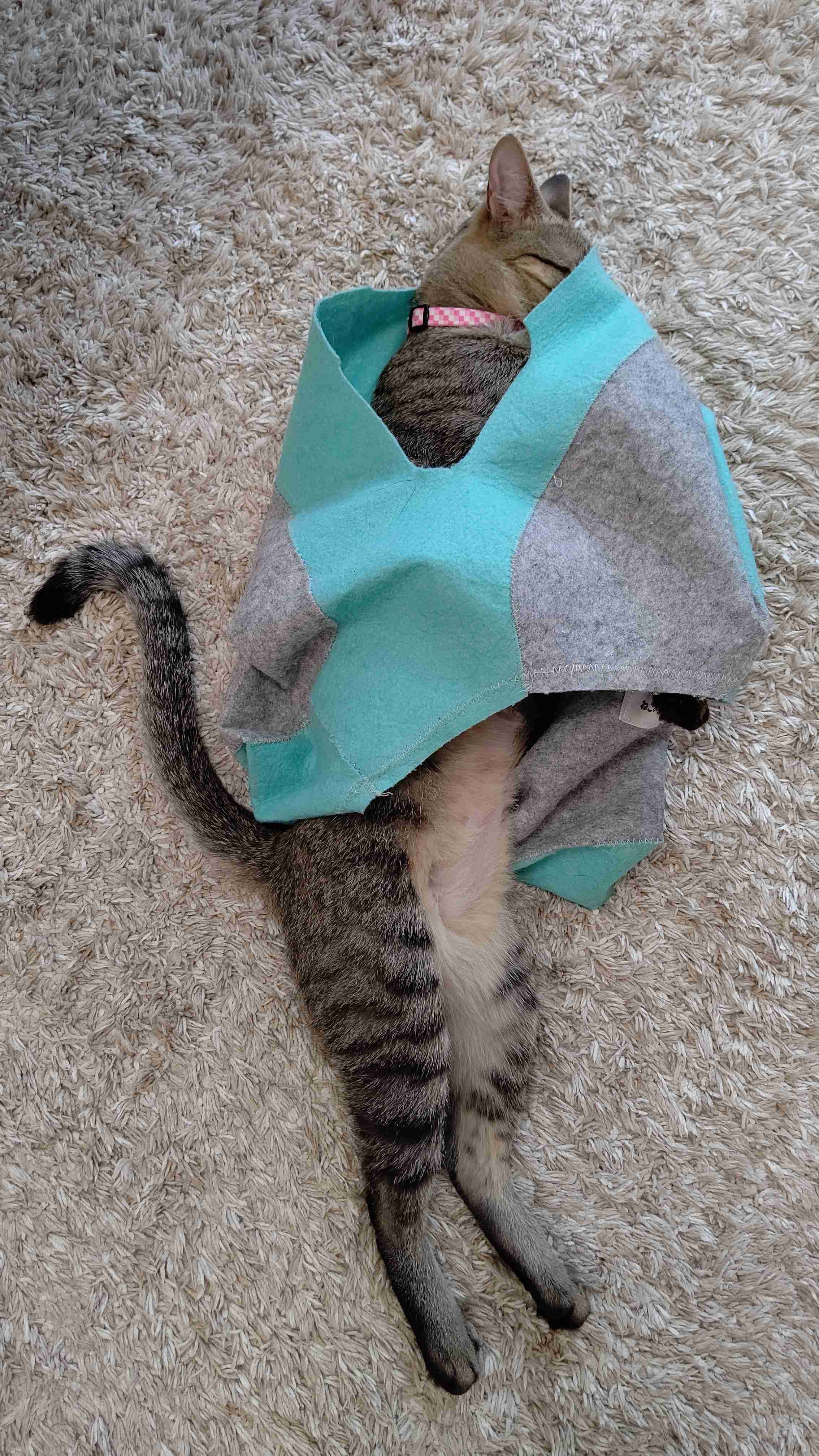 (身バレしない程度に)お宅の猫ちゃん見せてください！part8