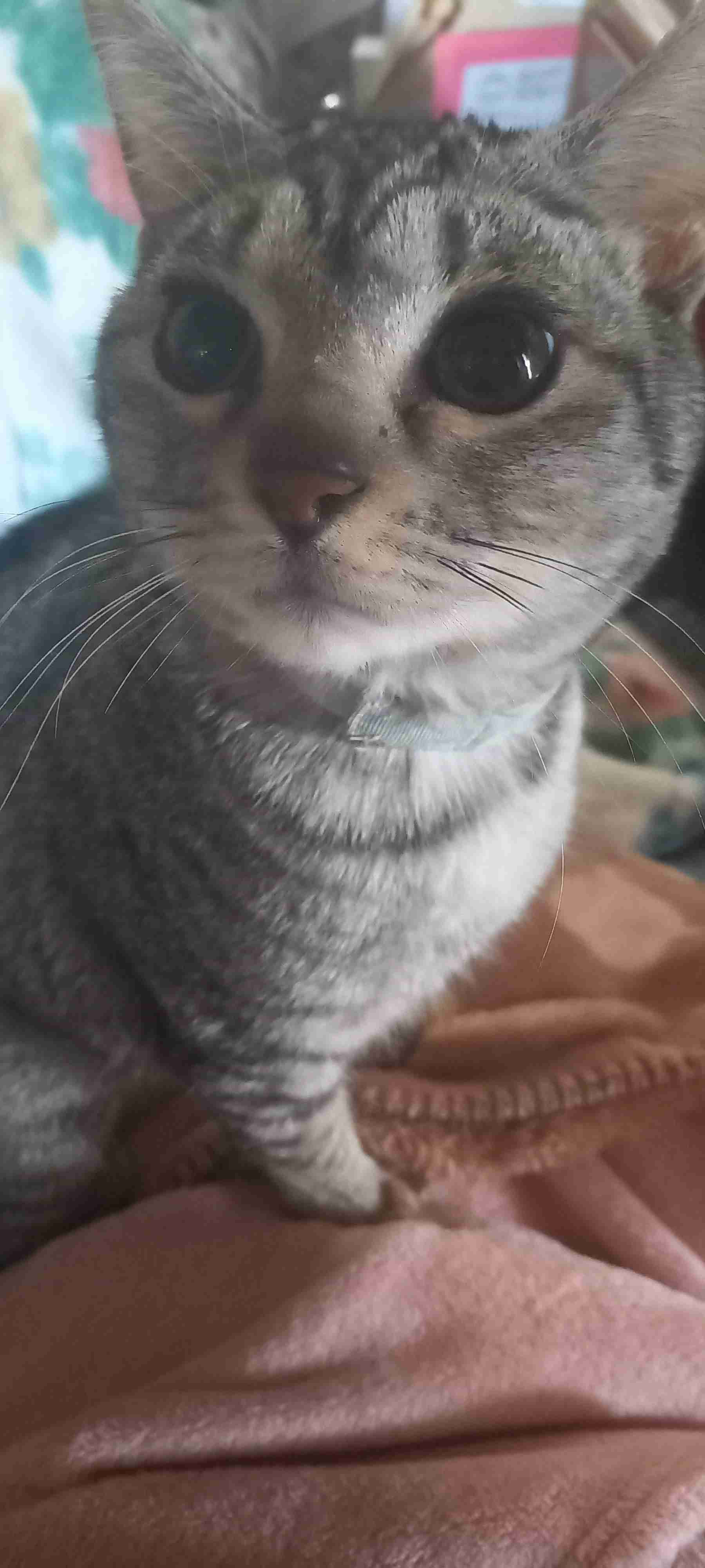 (身バレしない程度に)お宅の猫ちゃん見せてください！part8