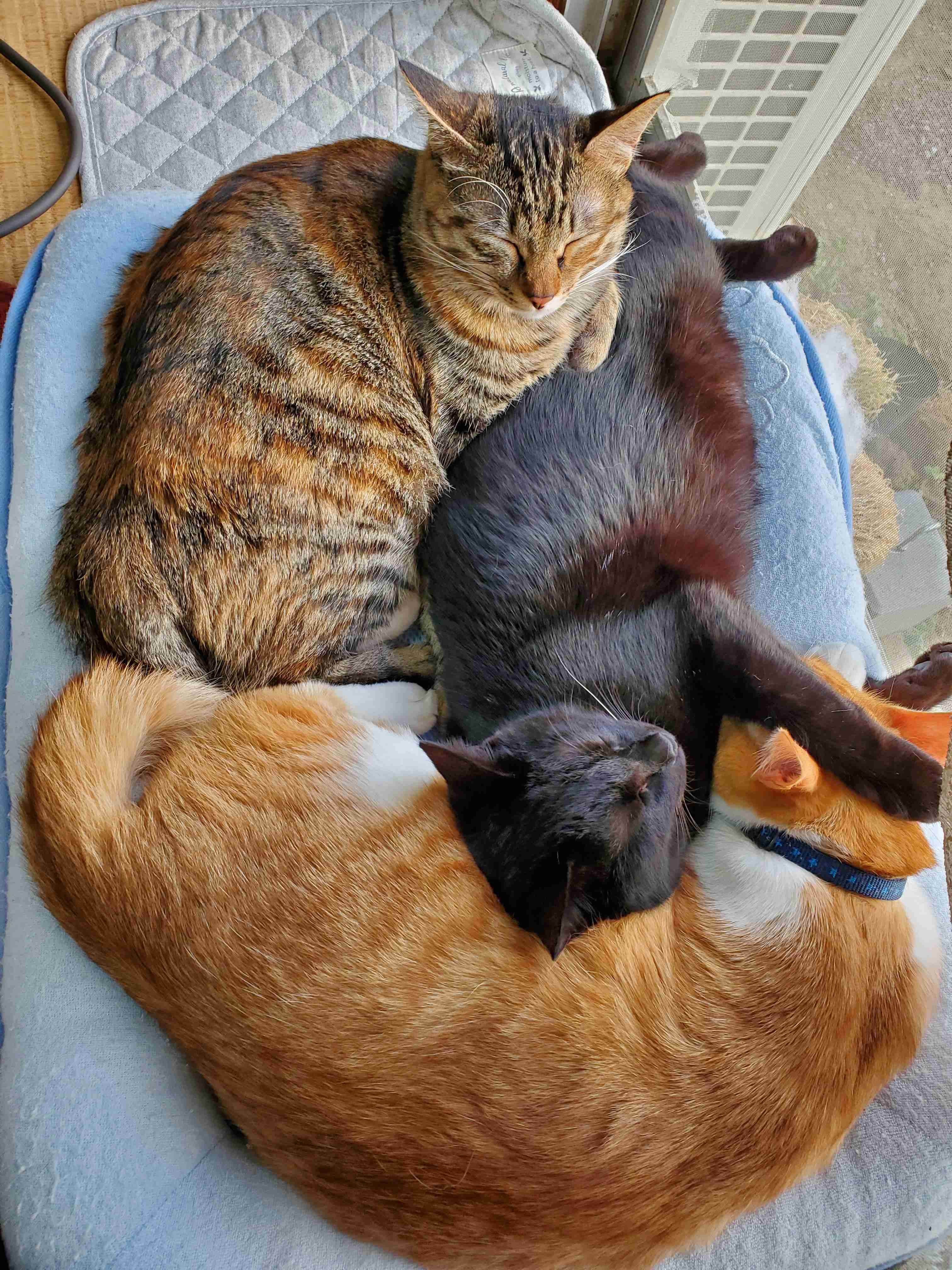 (身バレしない程度に)お宅の猫ちゃん見せてください！part8