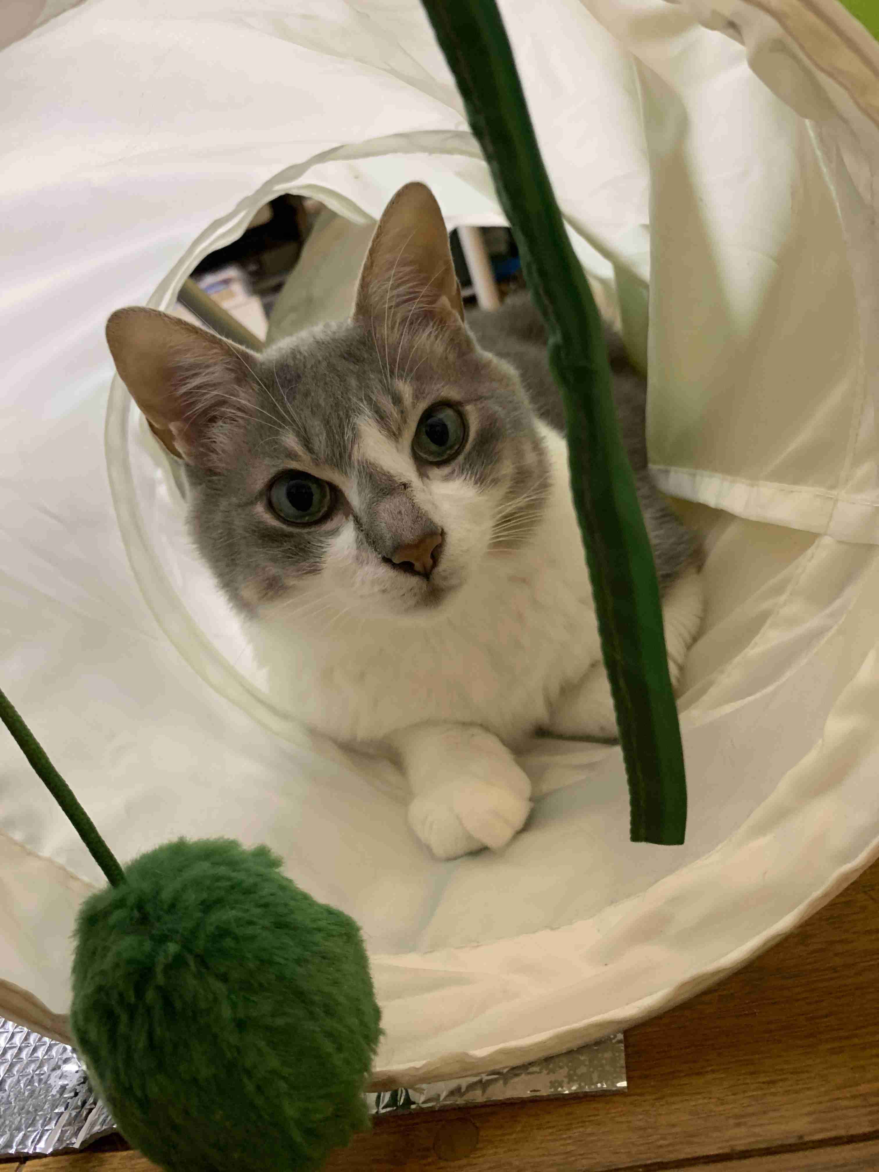 (身バレしない程度に)お宅の猫ちゃん見せてください！part8