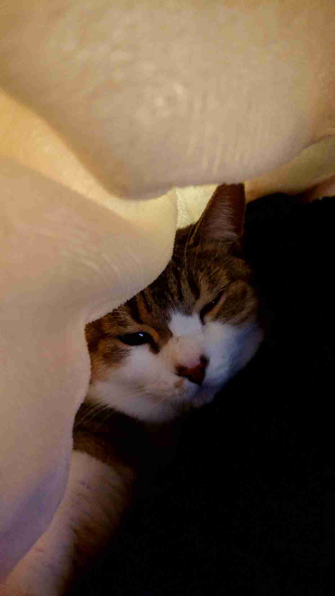 (身バレしない程度に)お宅の猫ちゃん見せてください！part8