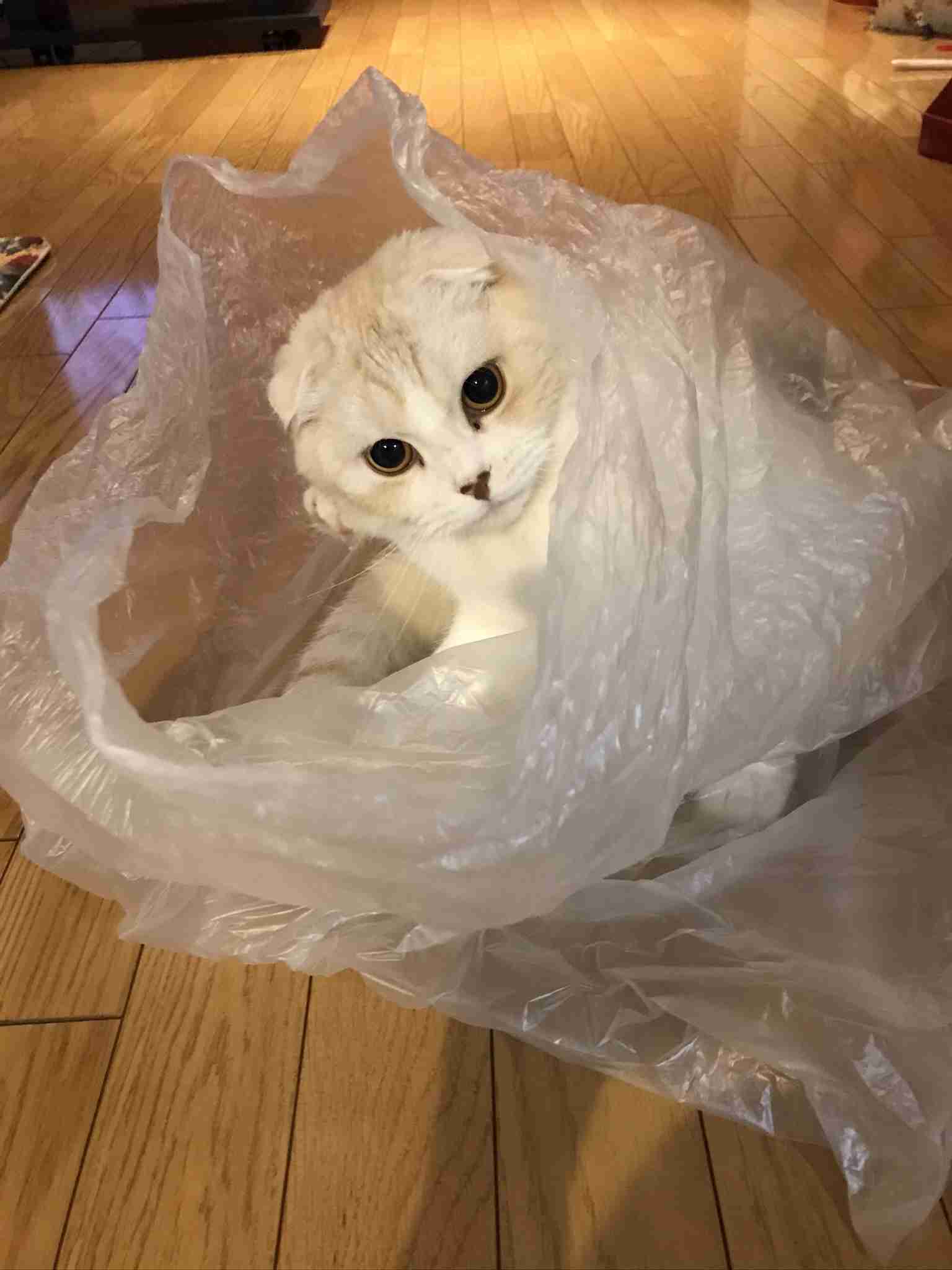 (身バレしない程度に)お宅の猫ちゃん見せてください！part8