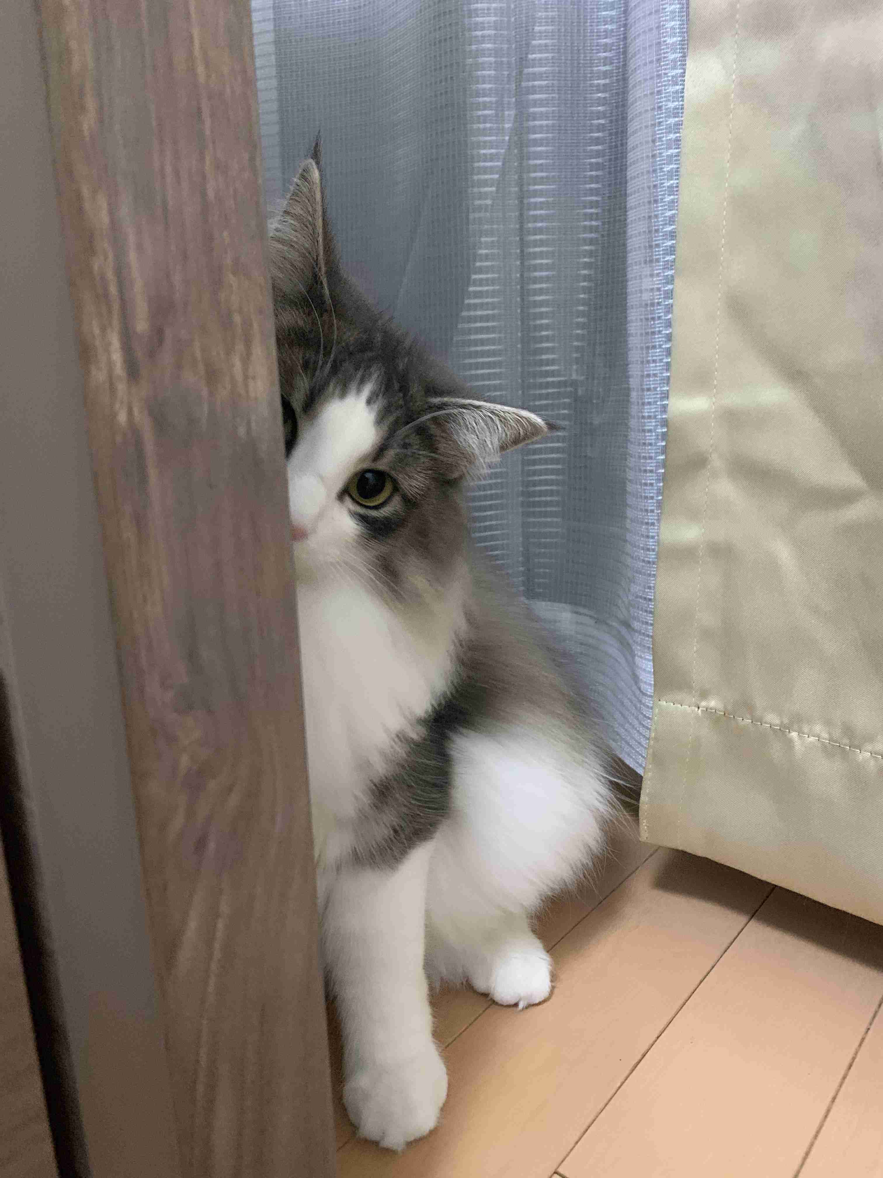 (身バレしない程度に)お宅の猫ちゃん見せてください！part8