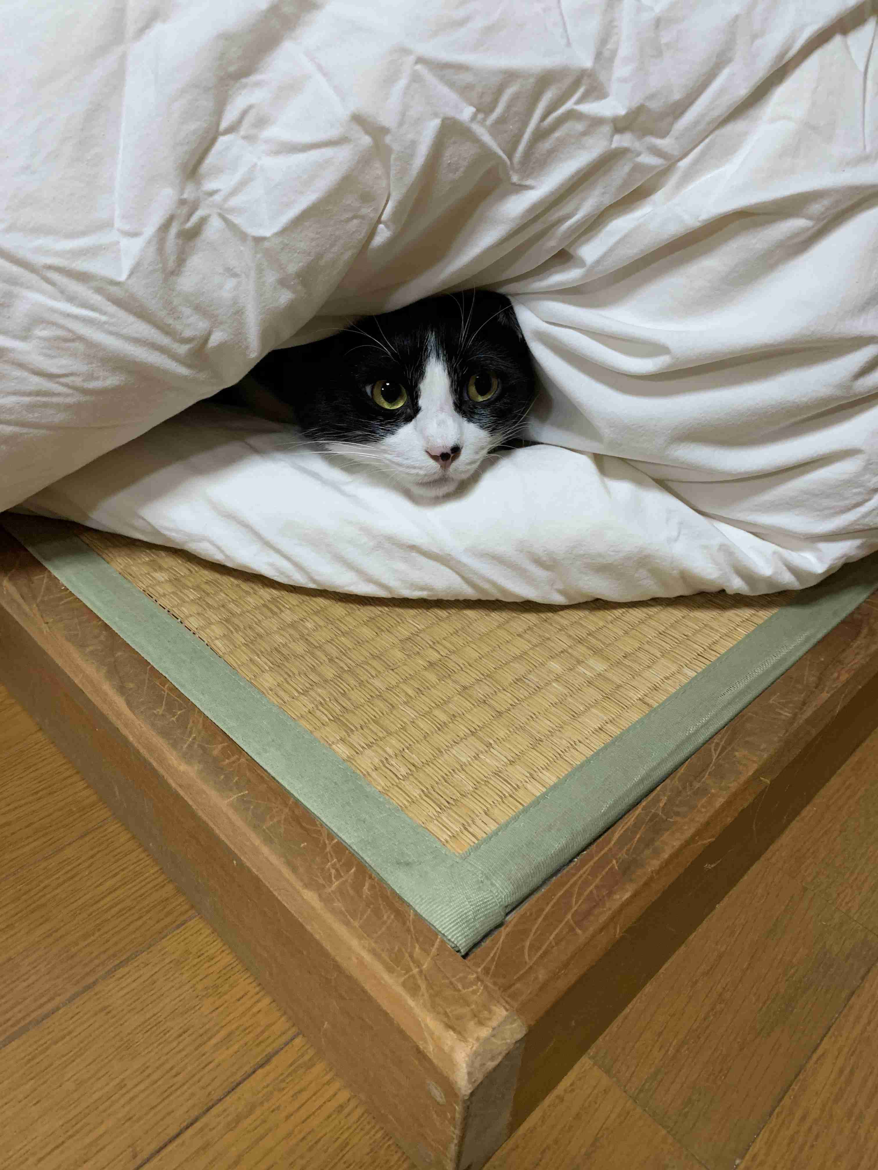 (身バレしない程度に)お宅の猫ちゃん見せてください！part8