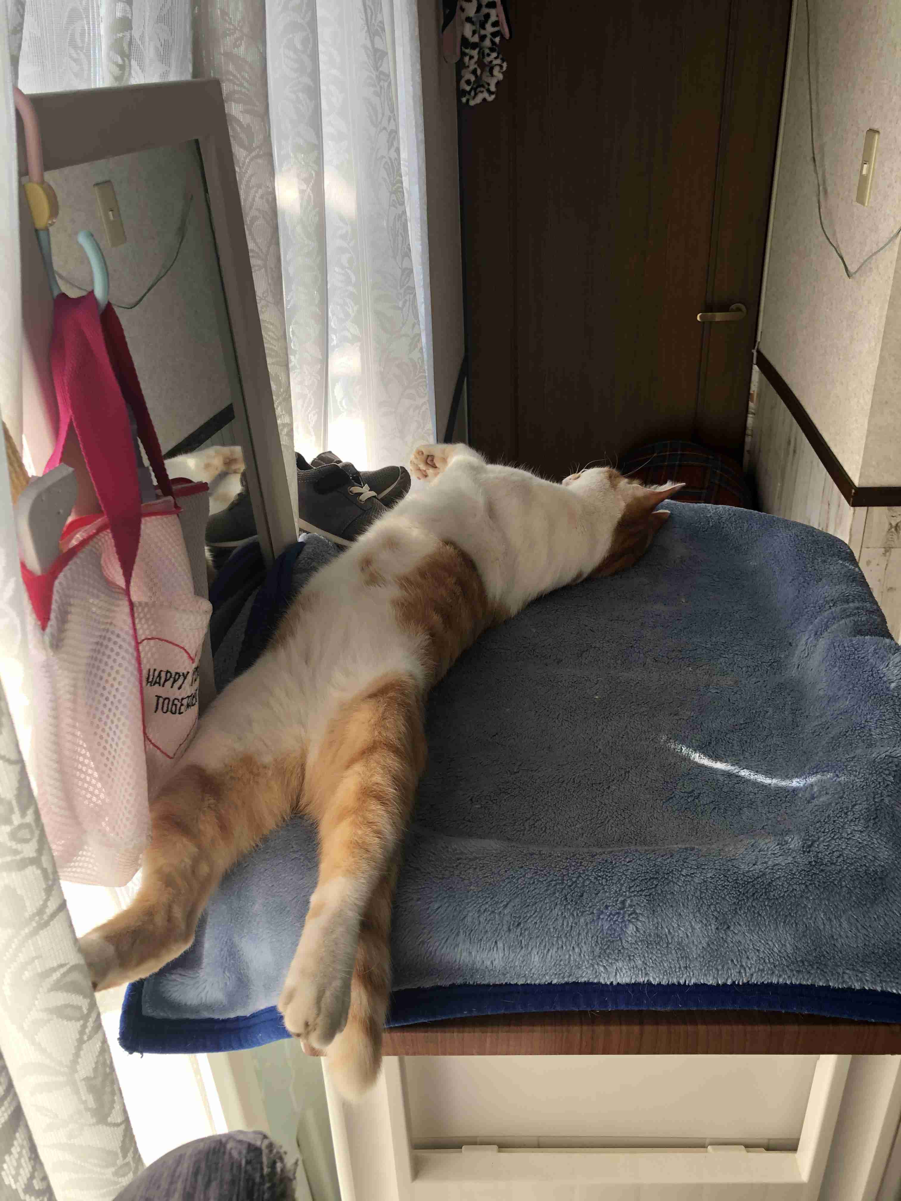 (身バレしない程度に)お宅の猫ちゃん見せてください！part8