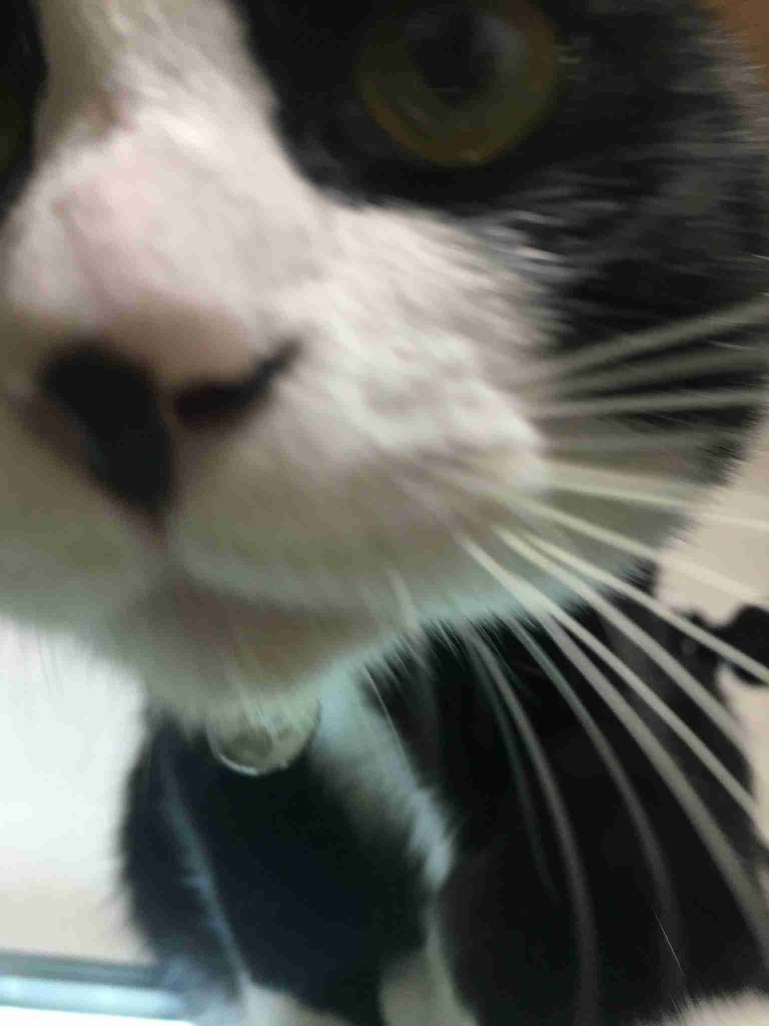 (身バレしない程度に)お宅の猫ちゃん見せてください！part8