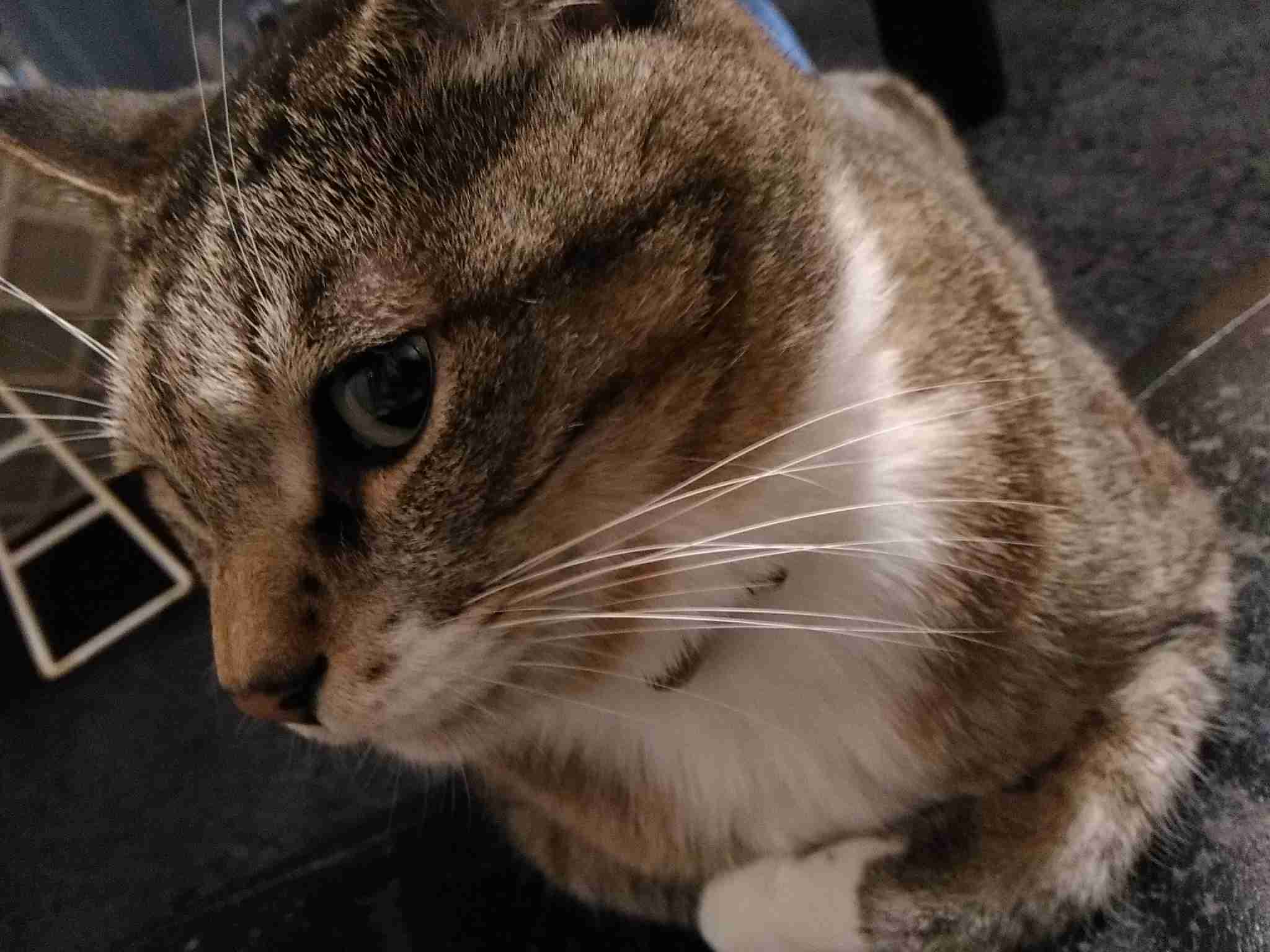 (身バレしない程度に)お宅の猫ちゃん見せてください！part8