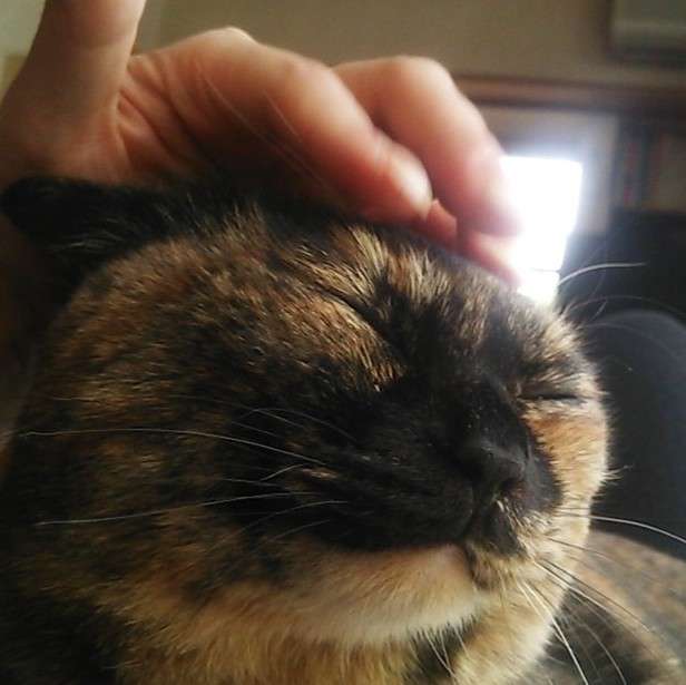 (身バレしない程度に)お宅の猫ちゃん見せてください！part8