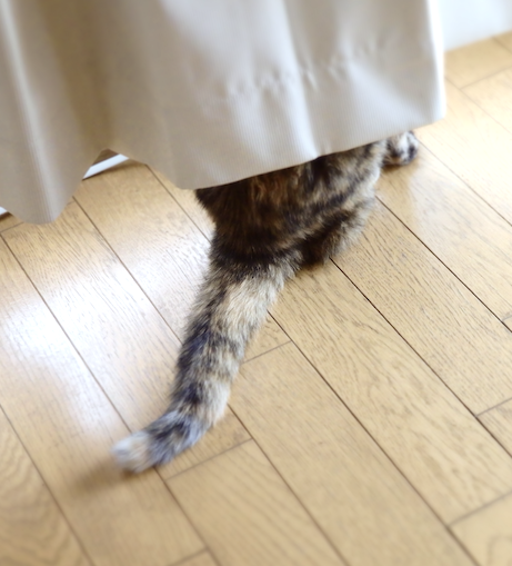 (身バレしない程度に)お宅の猫ちゃん見せてください！part8