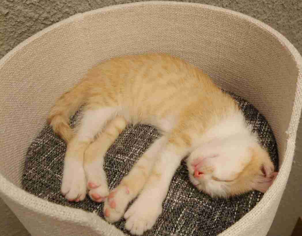 (身バレしない程度に)お宅の猫ちゃん見せてください！part8