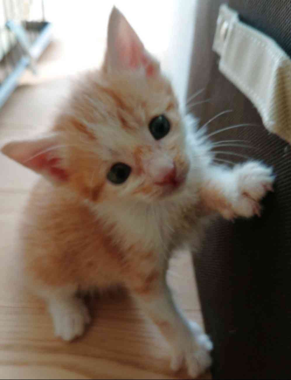 (身バレしない程度に)お宅の猫ちゃん見せてください！part8