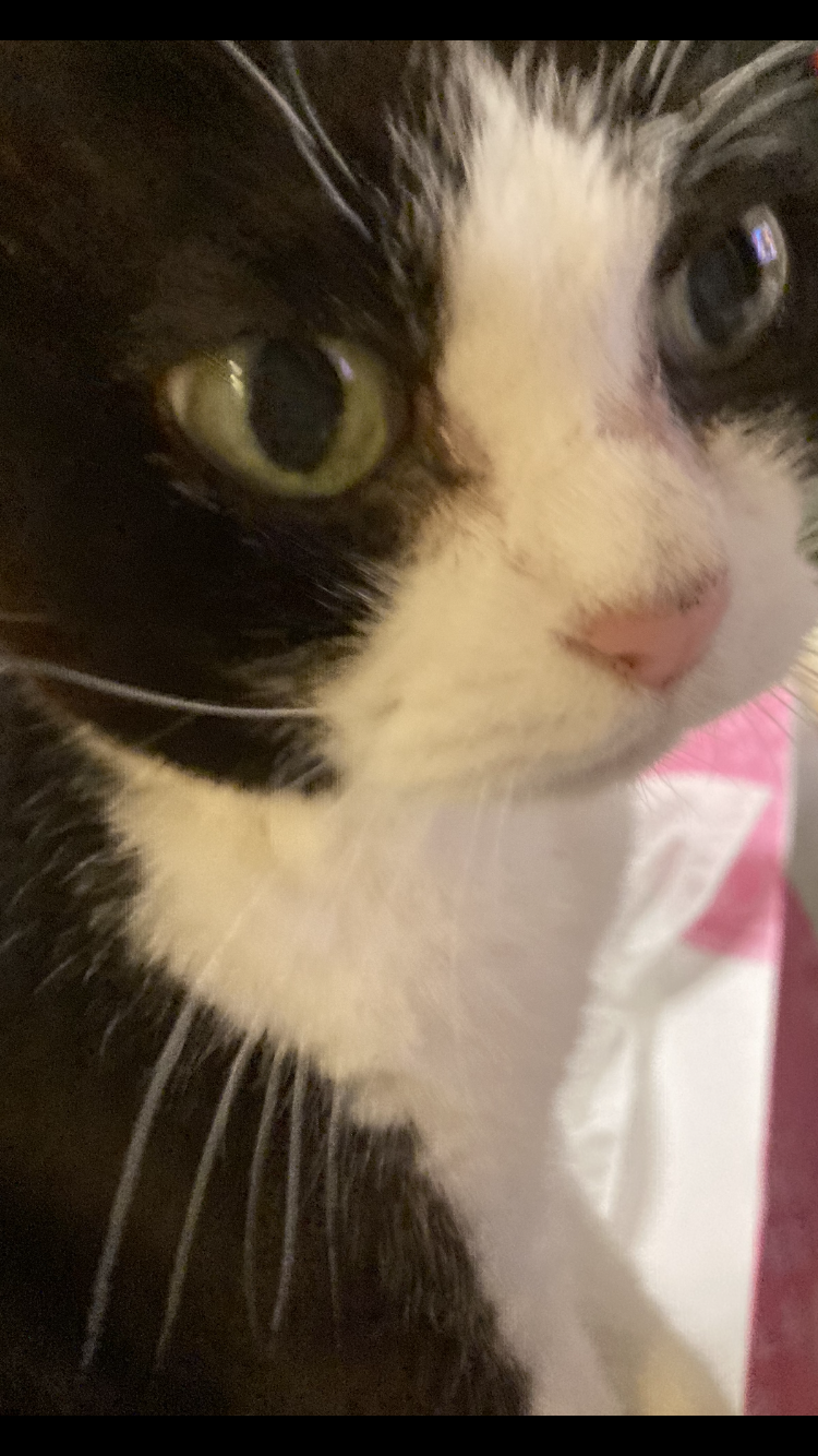 (身バレしない程度に)お宅の猫ちゃん見せてください！part8