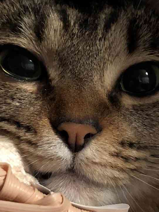 (身バレしない程度に)お宅の猫ちゃん見せてください！part8