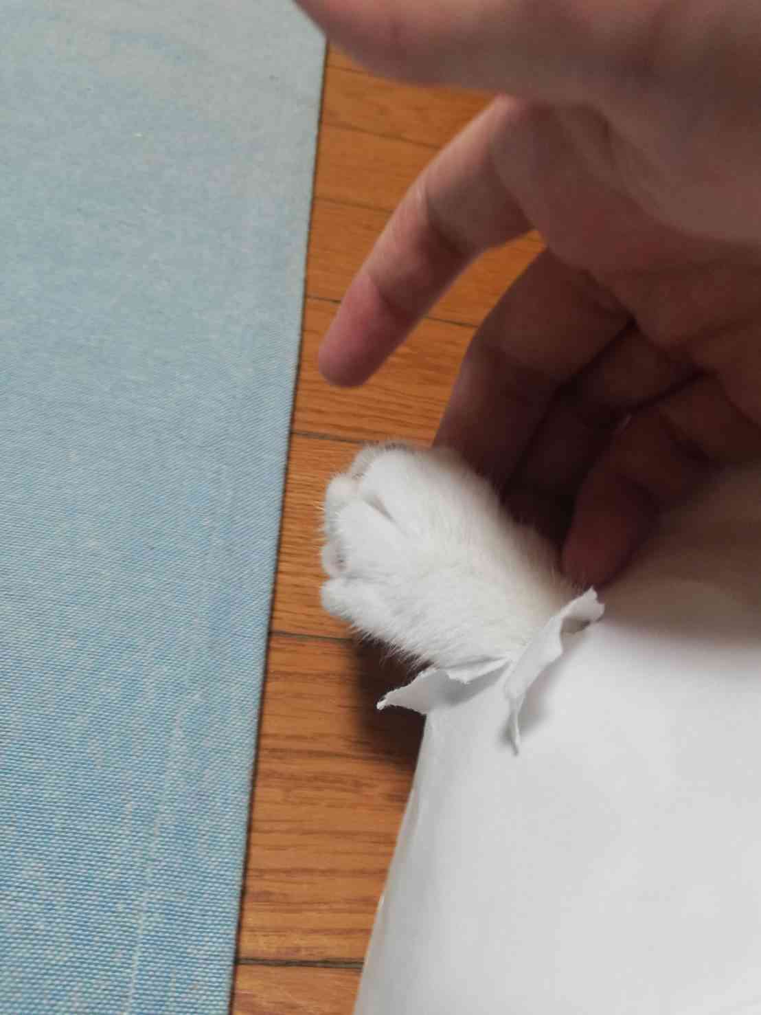 (身バレしない程度に)お宅の猫ちゃん見せてください！part8