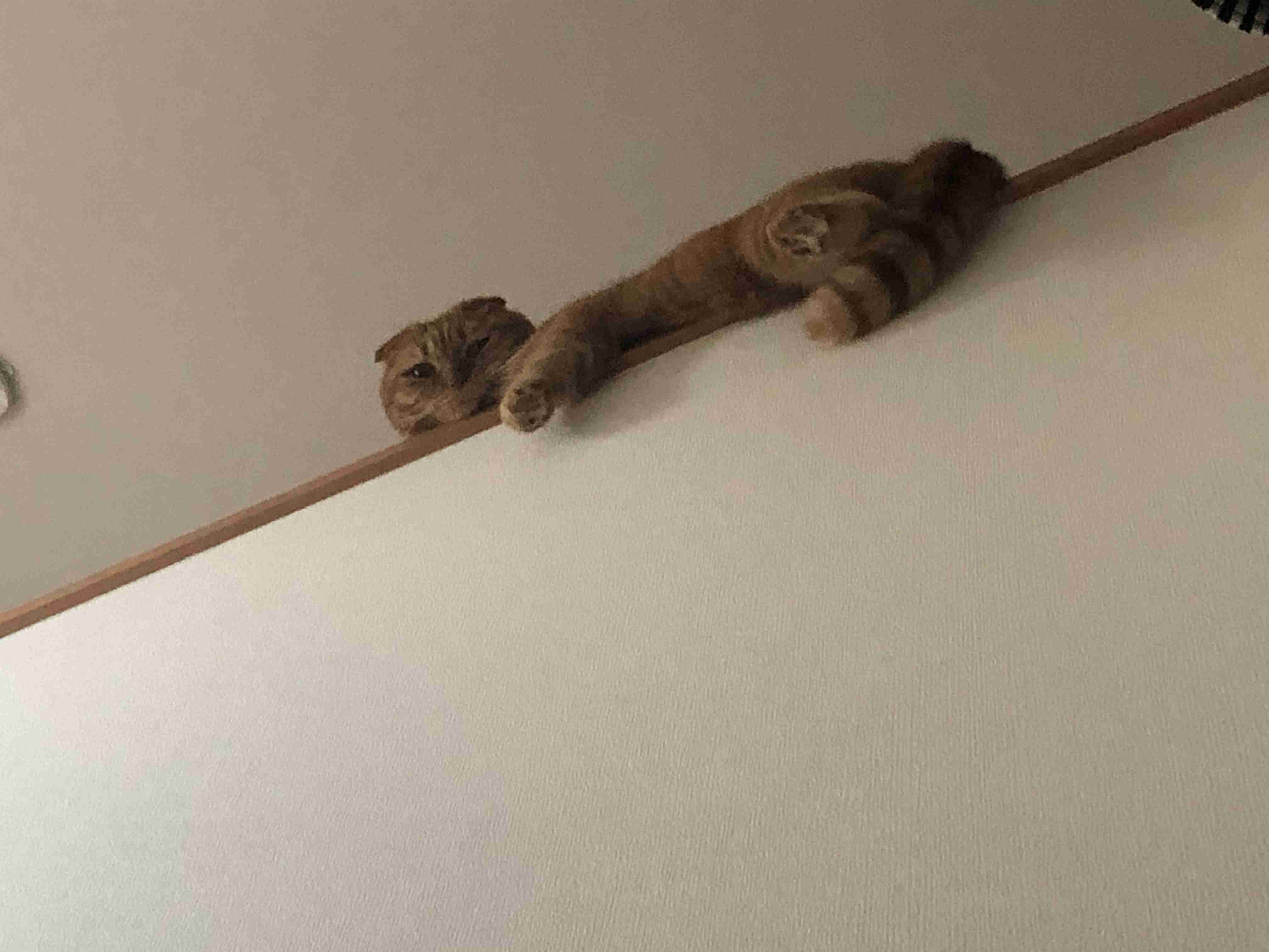 (身バレしない程度に)お宅の猫ちゃん見せてください！part8