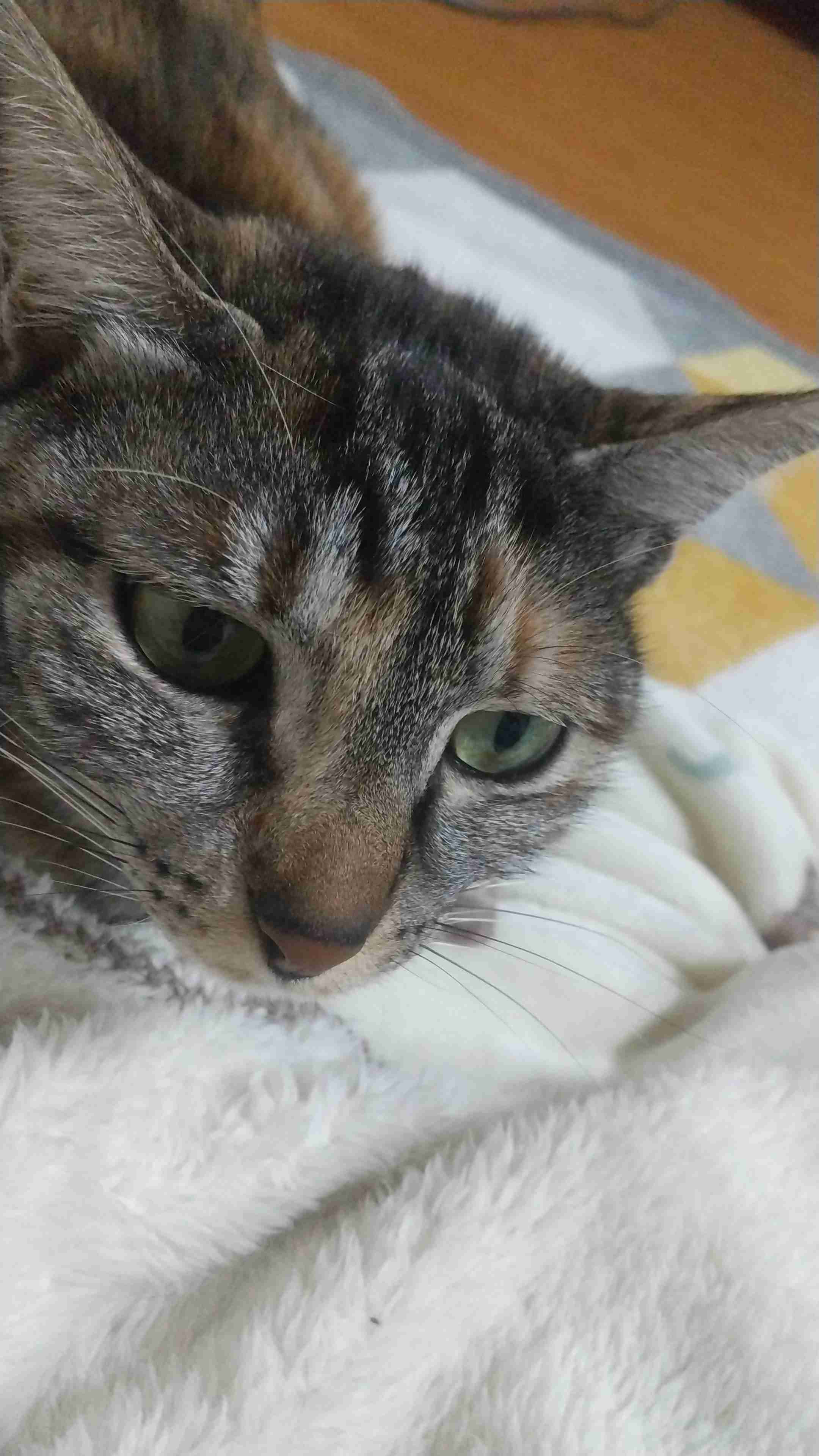 (身バレしない程度に)お宅の猫ちゃん見せてください！part8