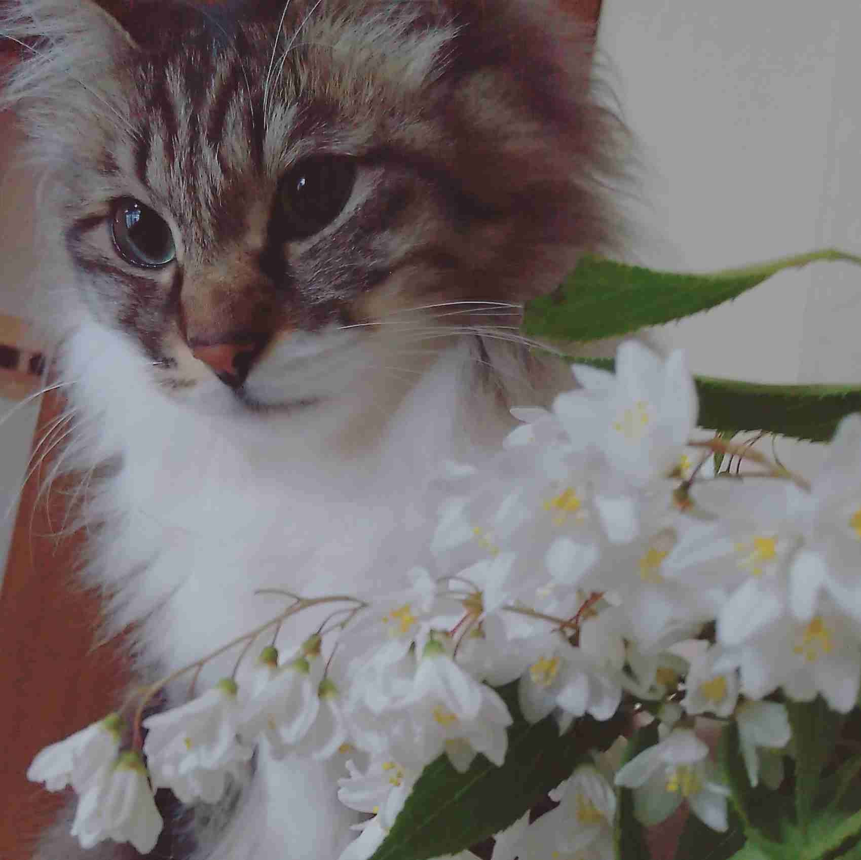 (身バレしない程度に)お宅の猫ちゃん見せてください！part8