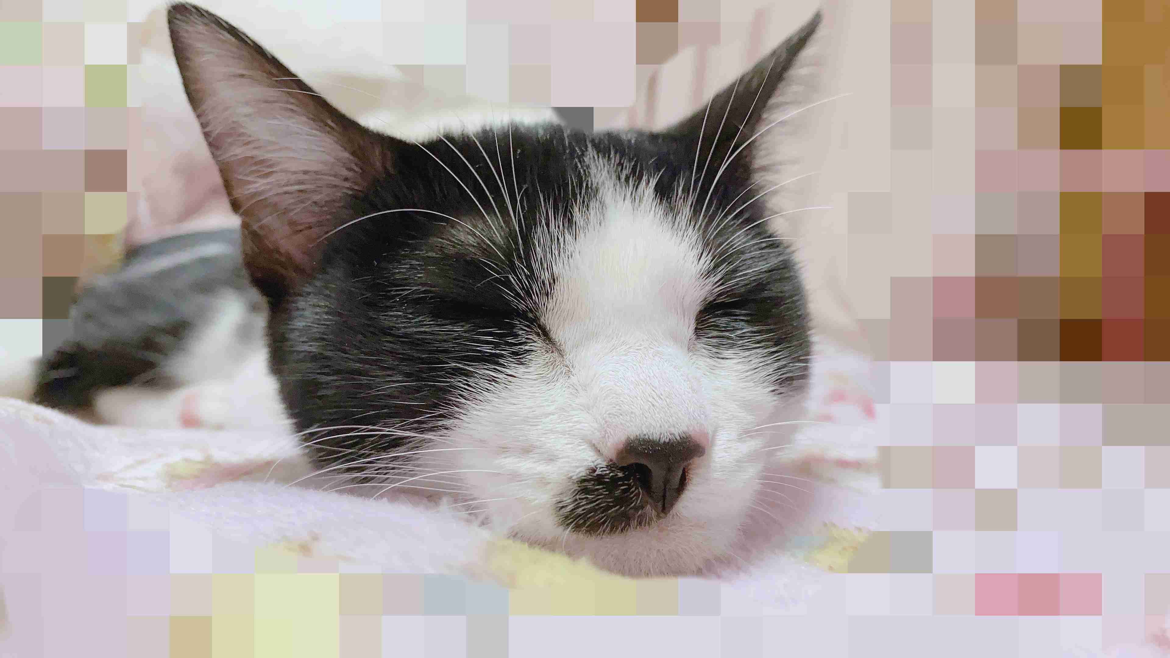 (身バレしない程度に)お宅の猫ちゃん見せてください！part8