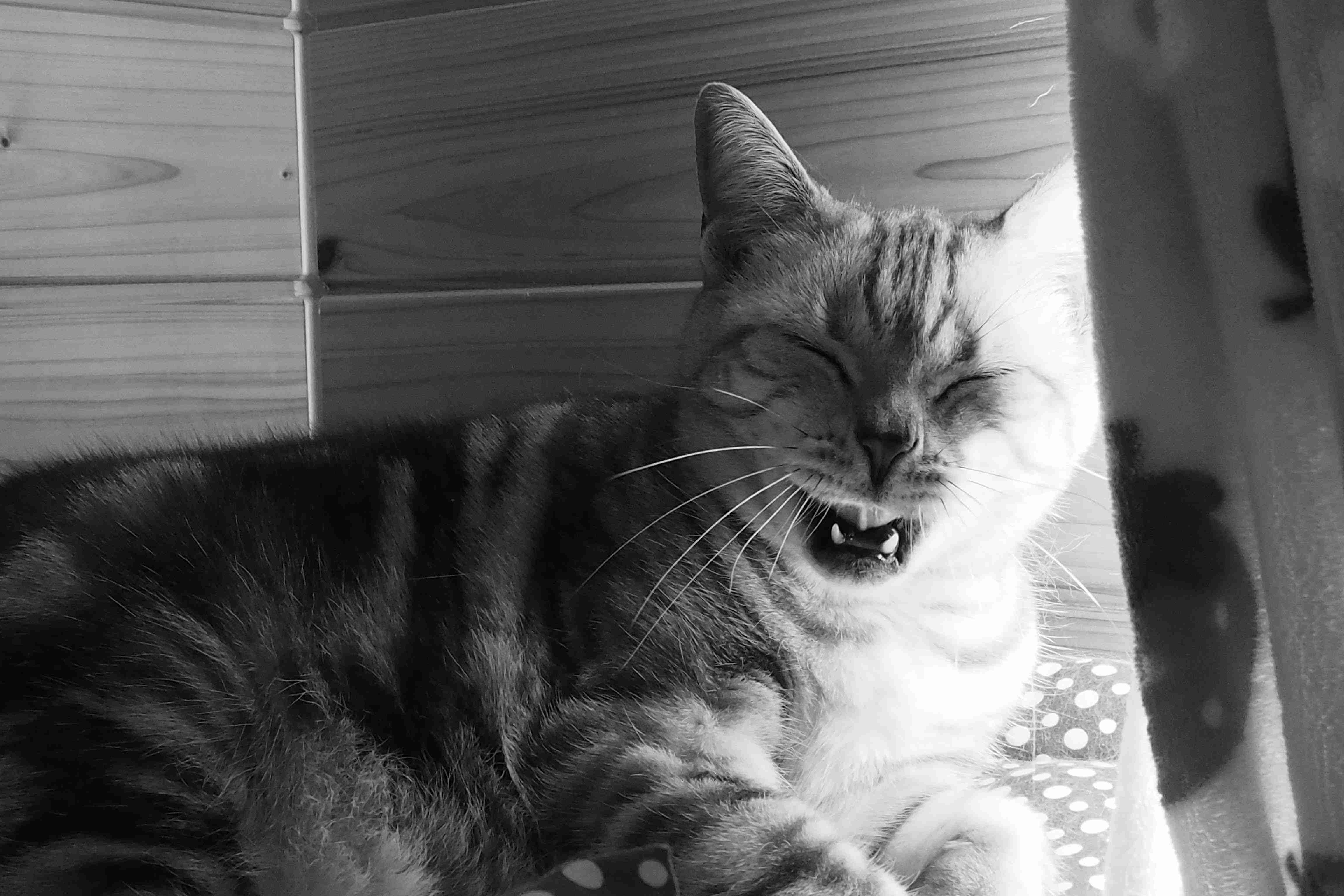 (身バレしない程度に)お宅の猫ちゃん見せてください！part8