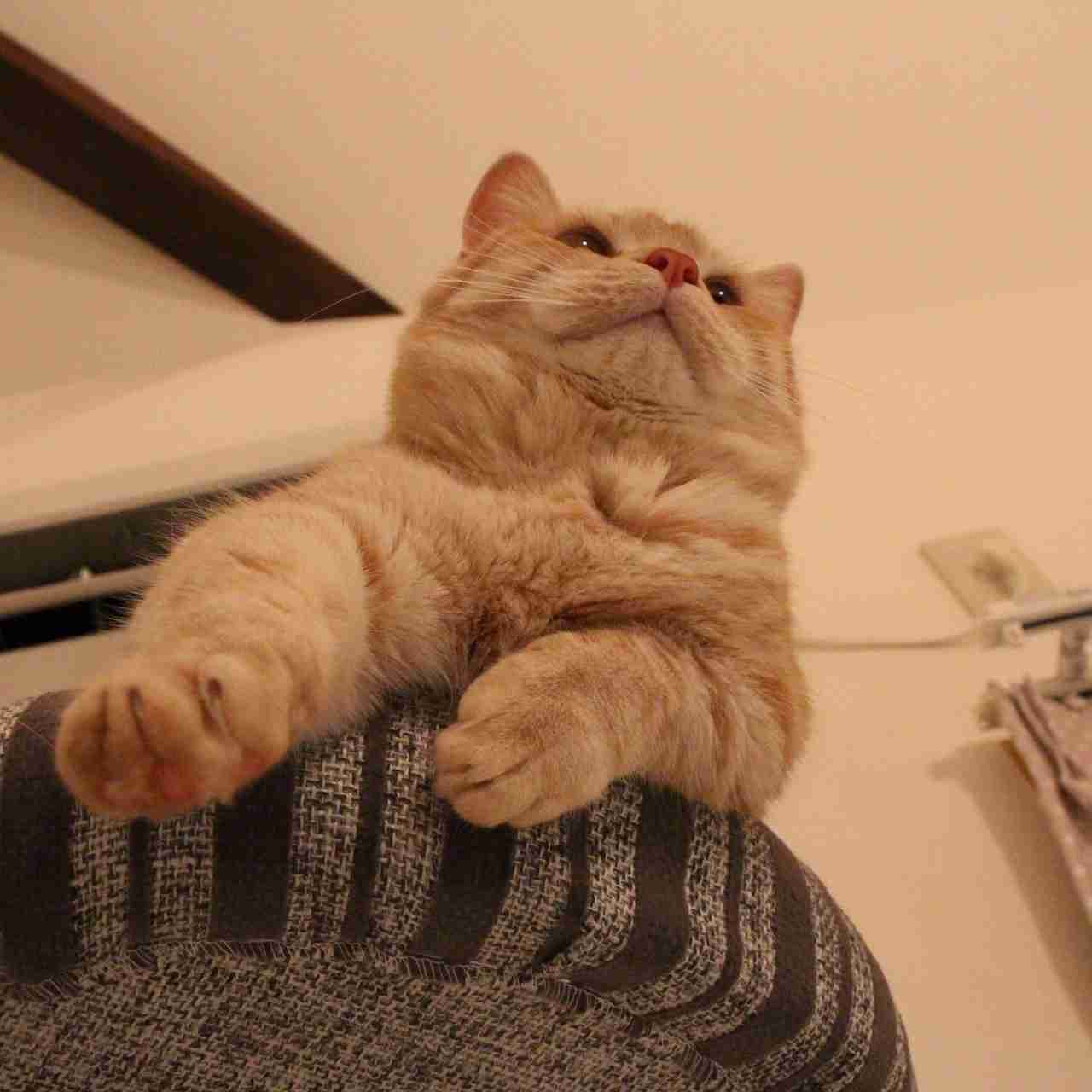 (身バレしない程度に)お宅の猫ちゃん見せてください！part8