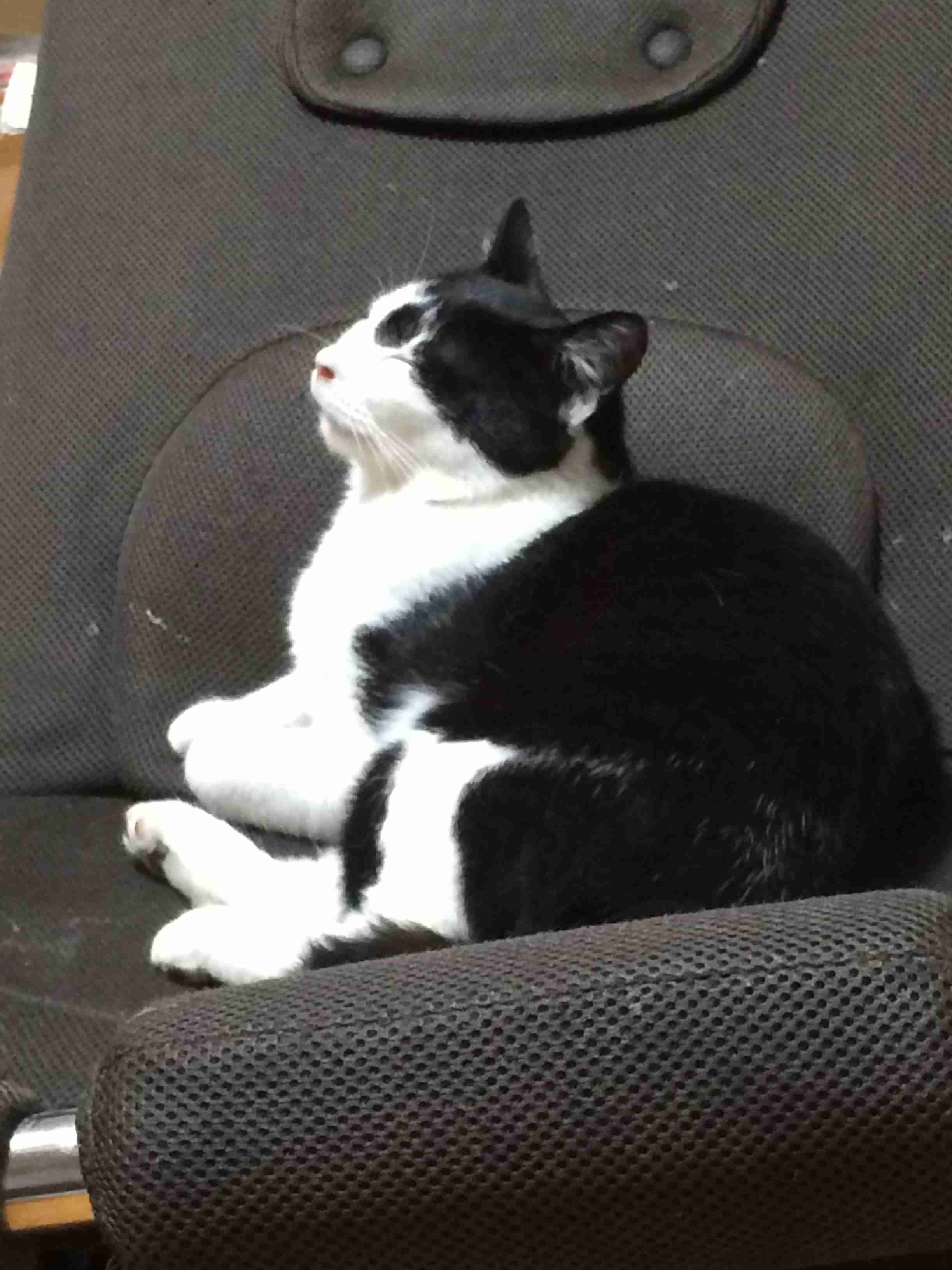 (身バレしない程度に)お宅の猫ちゃん見せてください！part8