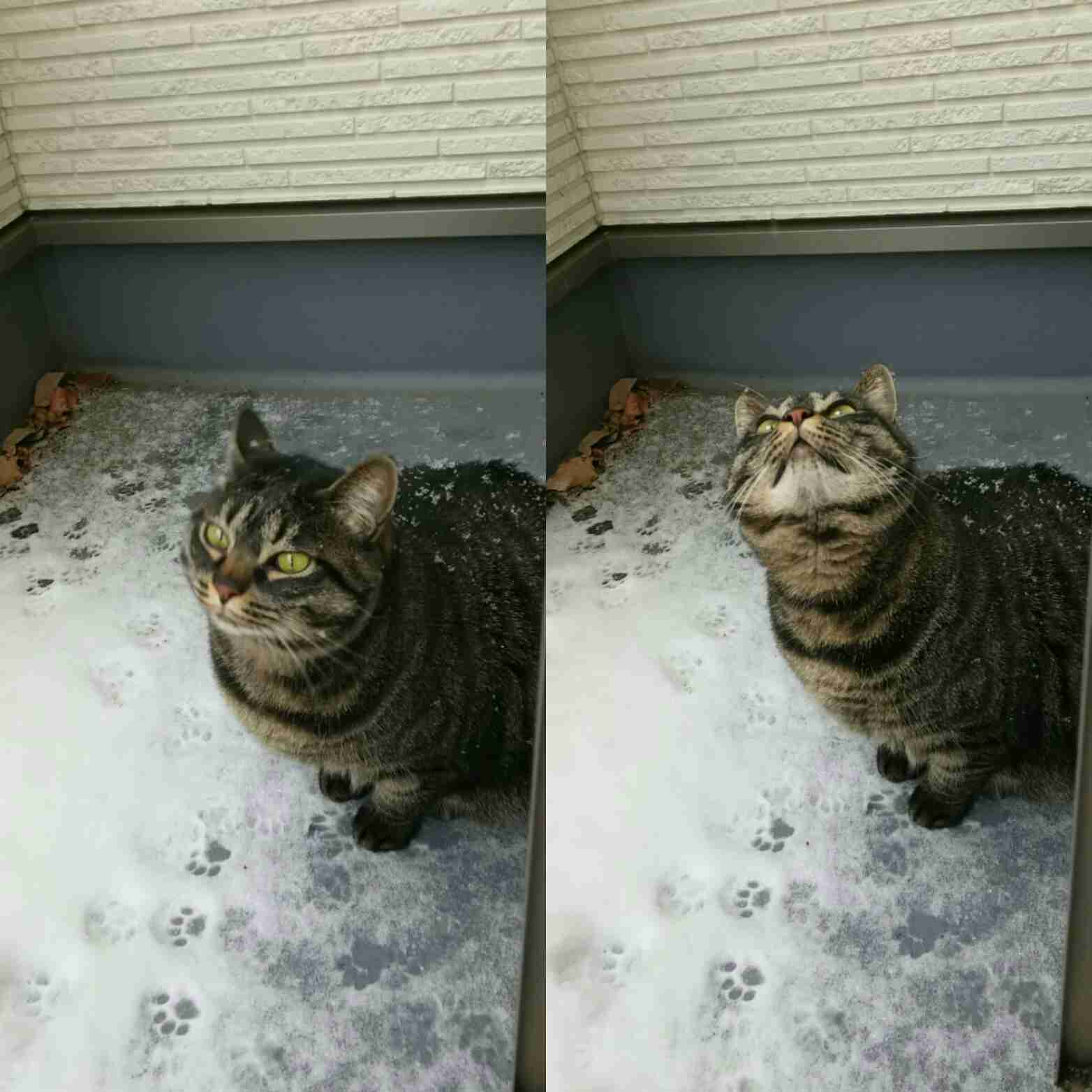 (身バレしない程度に)お宅の猫ちゃん見せてください！part8