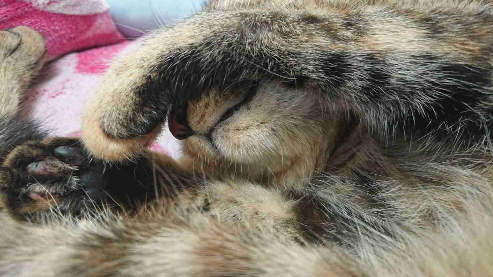 (身バレしない程度に)お宅の猫ちゃん見せてください！part8