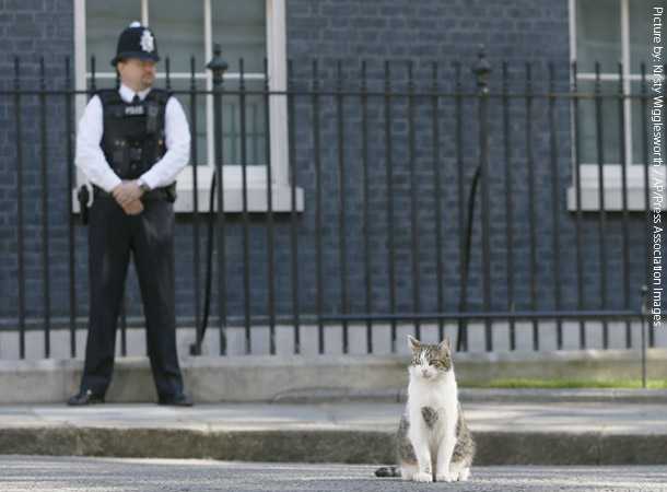 英首相官邸のネズミ捕獲長ネコ「ラリー・ザ・キャット」10周年のお祝い
