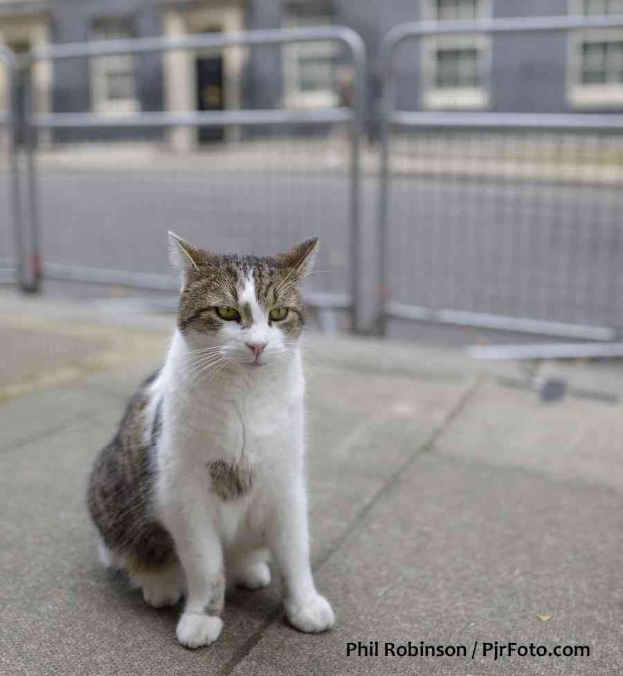 英首相官邸のネズミ捕獲長ネコ「ラリー・ザ・キャット」10周年のお祝い