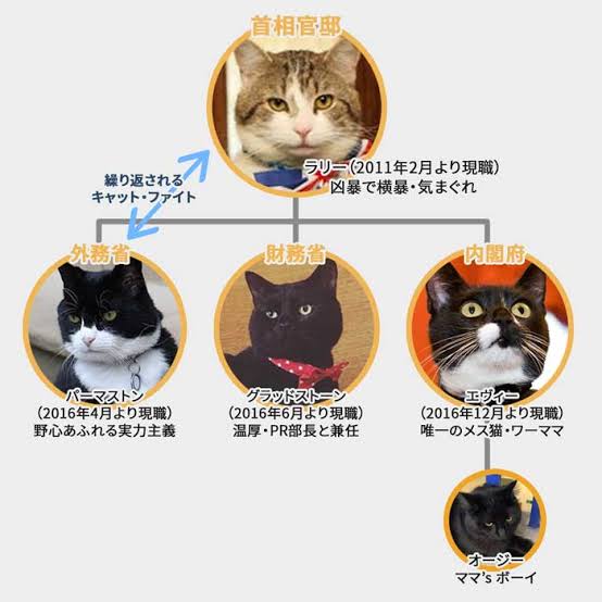 英首相官邸のネズミ捕獲長ネコ「ラリー・ザ・キャット」10周年のお祝い