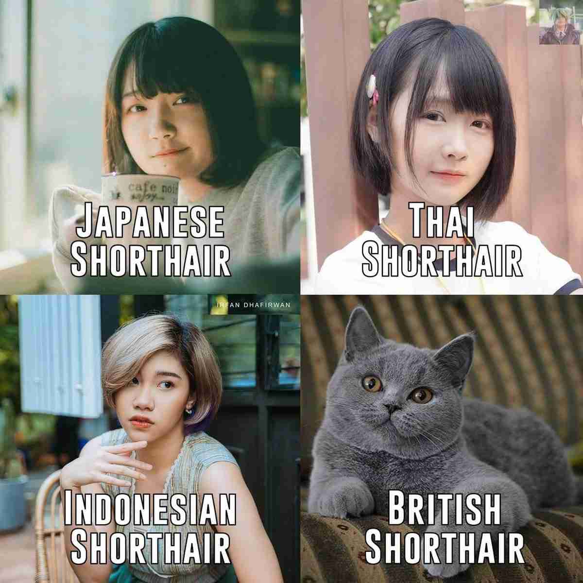 英首相官邸のネズミ捕獲長ネコ「ラリー・ザ・キャット」10周年のお祝い