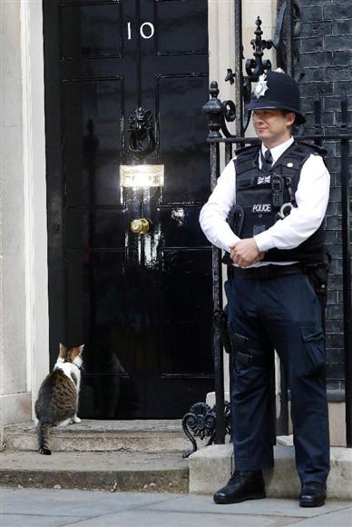 英首相官邸のネズミ捕獲長ネコ「ラリー・ザ・キャット」10周年のお祝い