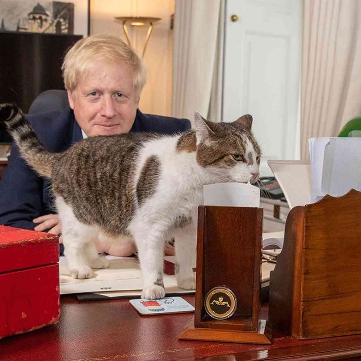 英首相官邸のネズミ捕獲長ネコ「ラリー・ザ・キャット」10周年のお祝い
