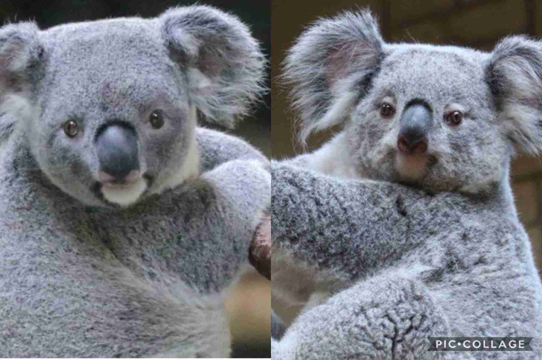 新木優子、モードレトロな髪型を披露!「オードリー・ヘップバーンみたい」「前髪が芸術的」の声