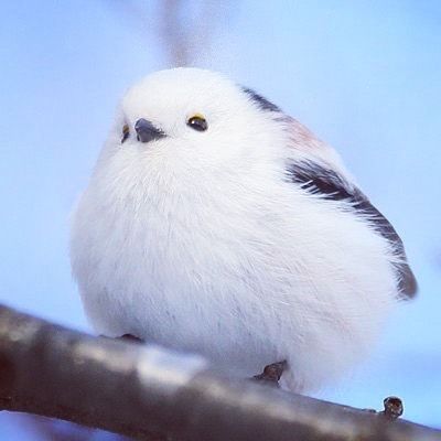 シマエナガちゃんに癒されるトピ Part4
