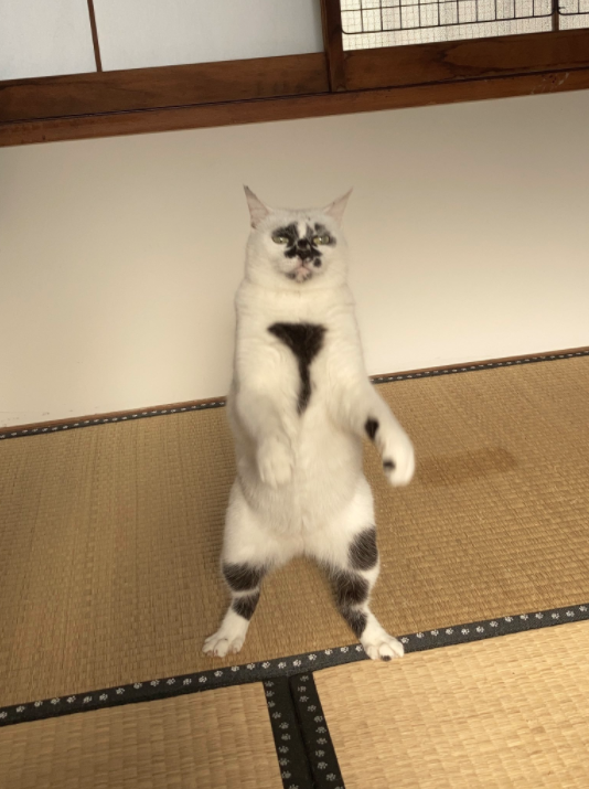 何度見てもじわじわくる画像part5